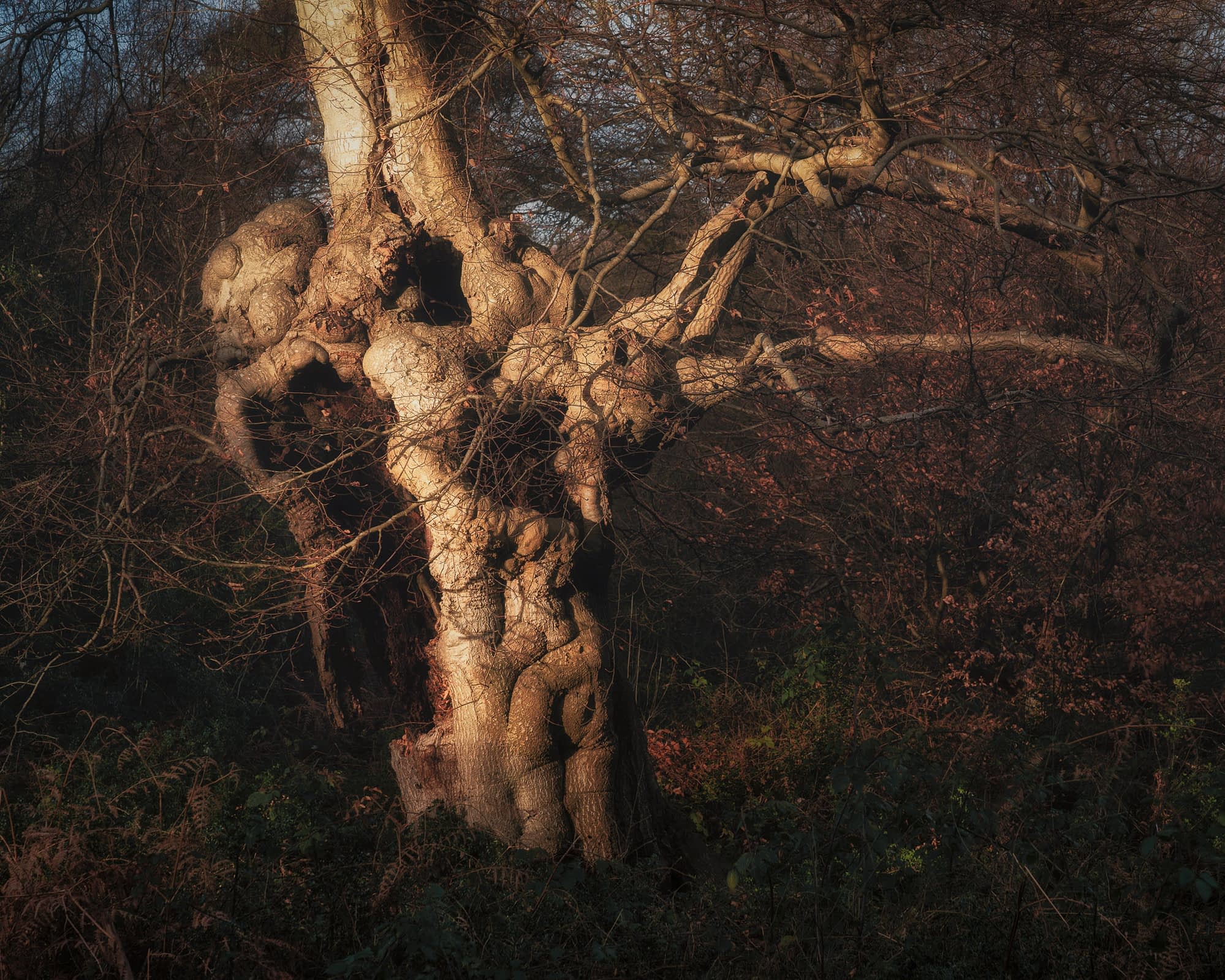 _TSM1938-Edit An ancient beech pollard catching the low winter sun, while the forest around it is cast into darkness. Burnham Beeches.