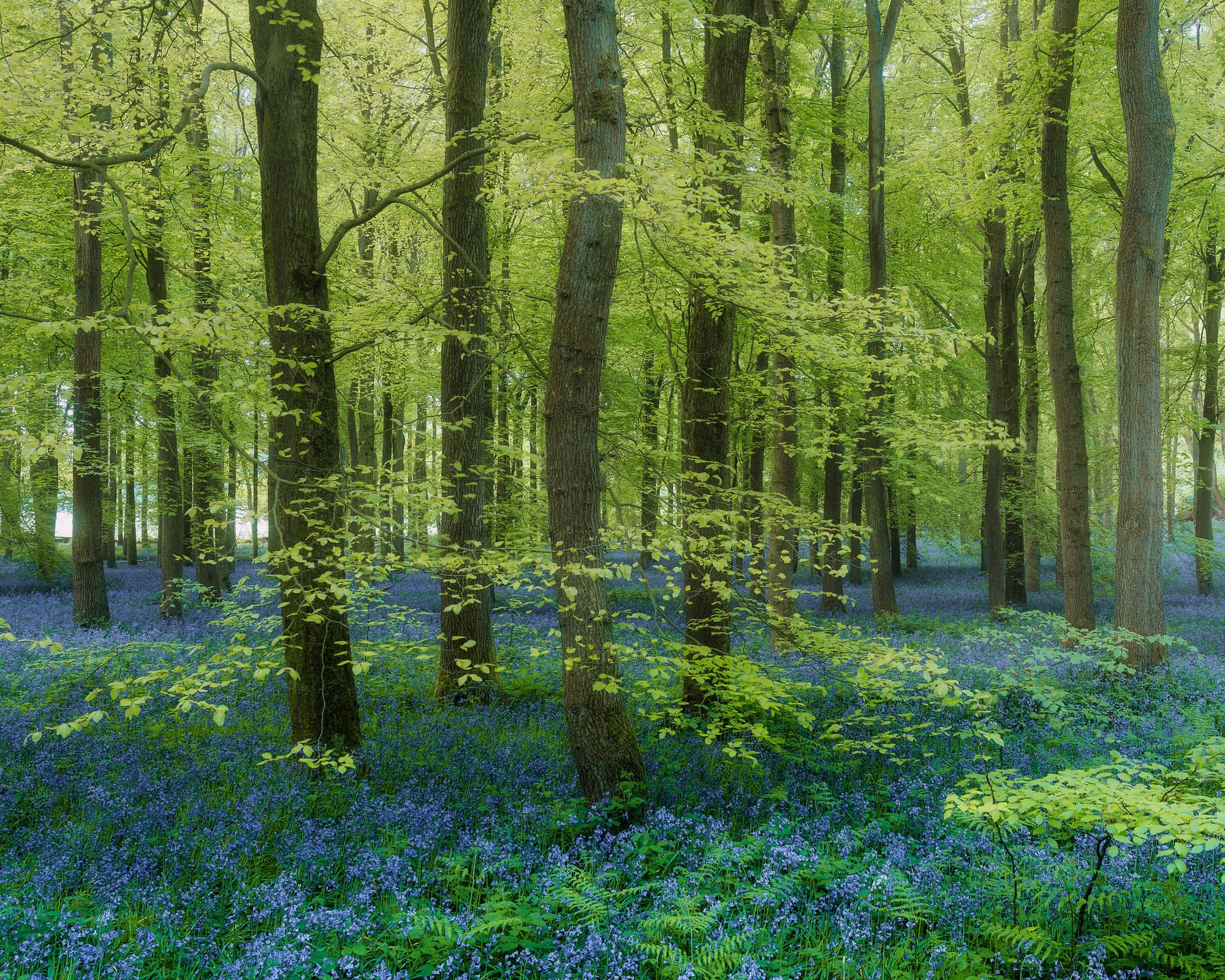 A tranquil forest of tall, straight trees with fresh green leaves; vibrant bluebells carpet the ground in one of the best bluebell woods in Hertfordshire.
