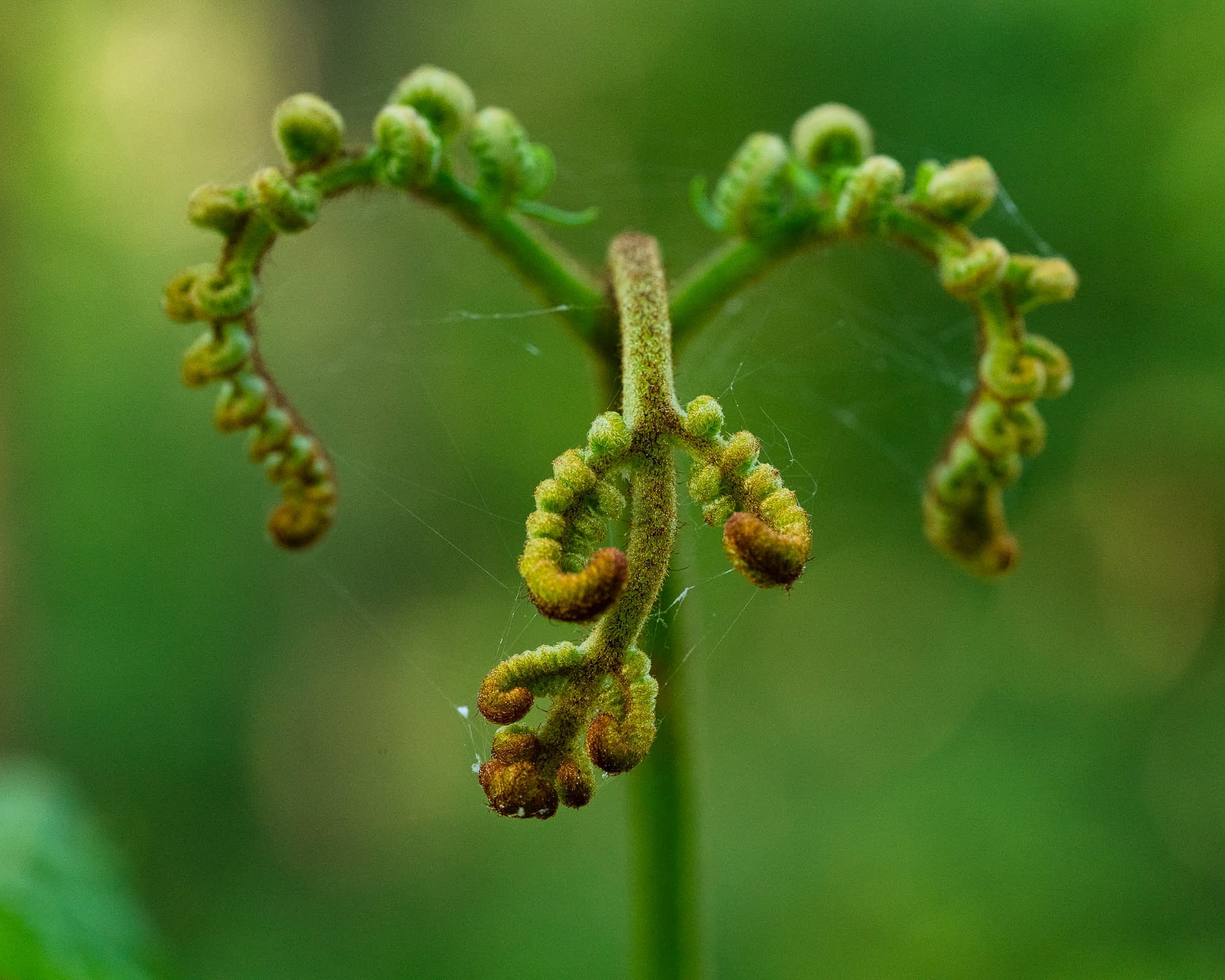_TSM4202-Edit Young fern frond unfurling in close focus against green woodland at Burnham Beeches.