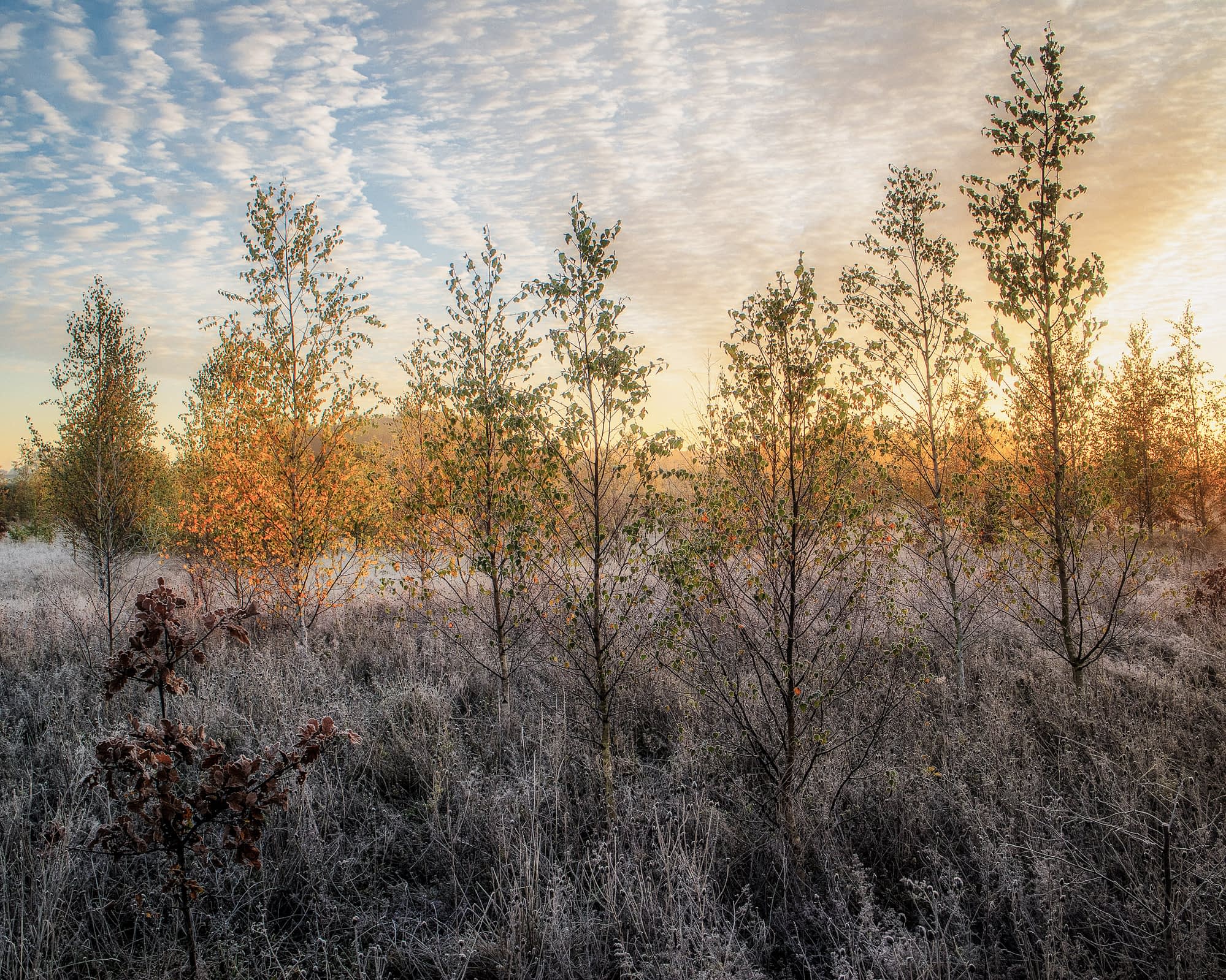 _MG_6138-Edit-Edit-Edit Young trees at Heartwood Forest at frosty sunrise, backlit leaves and a rippled cloud sky behind.