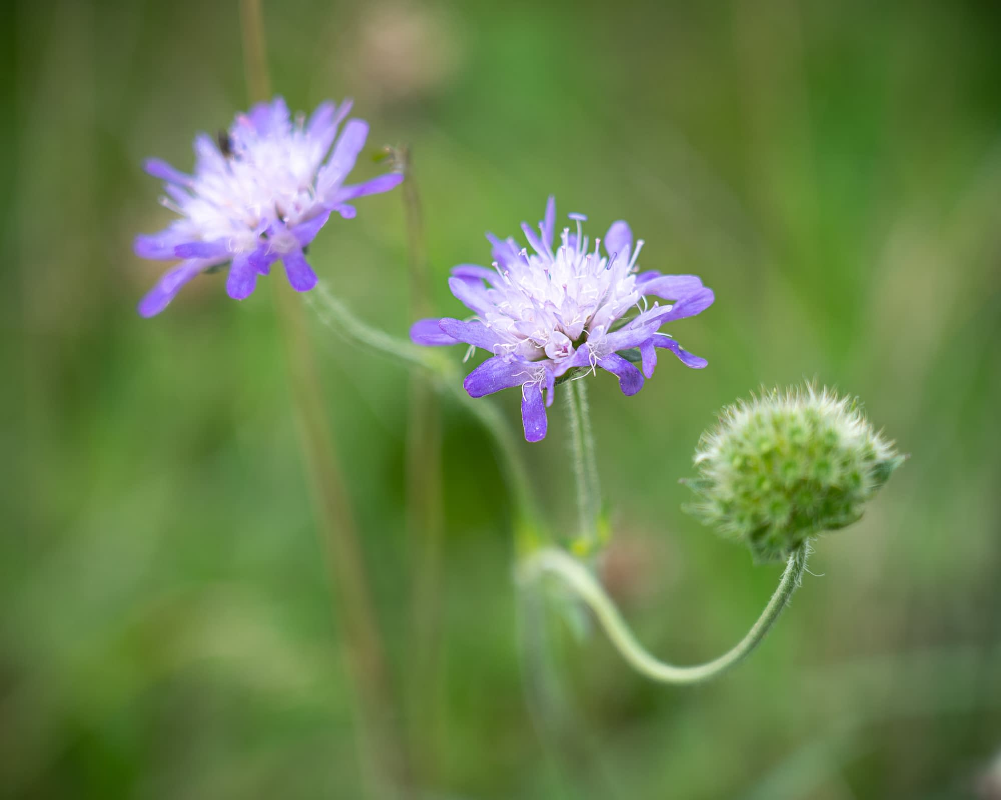 _TSM3159-2 Field scabious flowers in close-up at the wildflower meadows, Heartwood Forest.