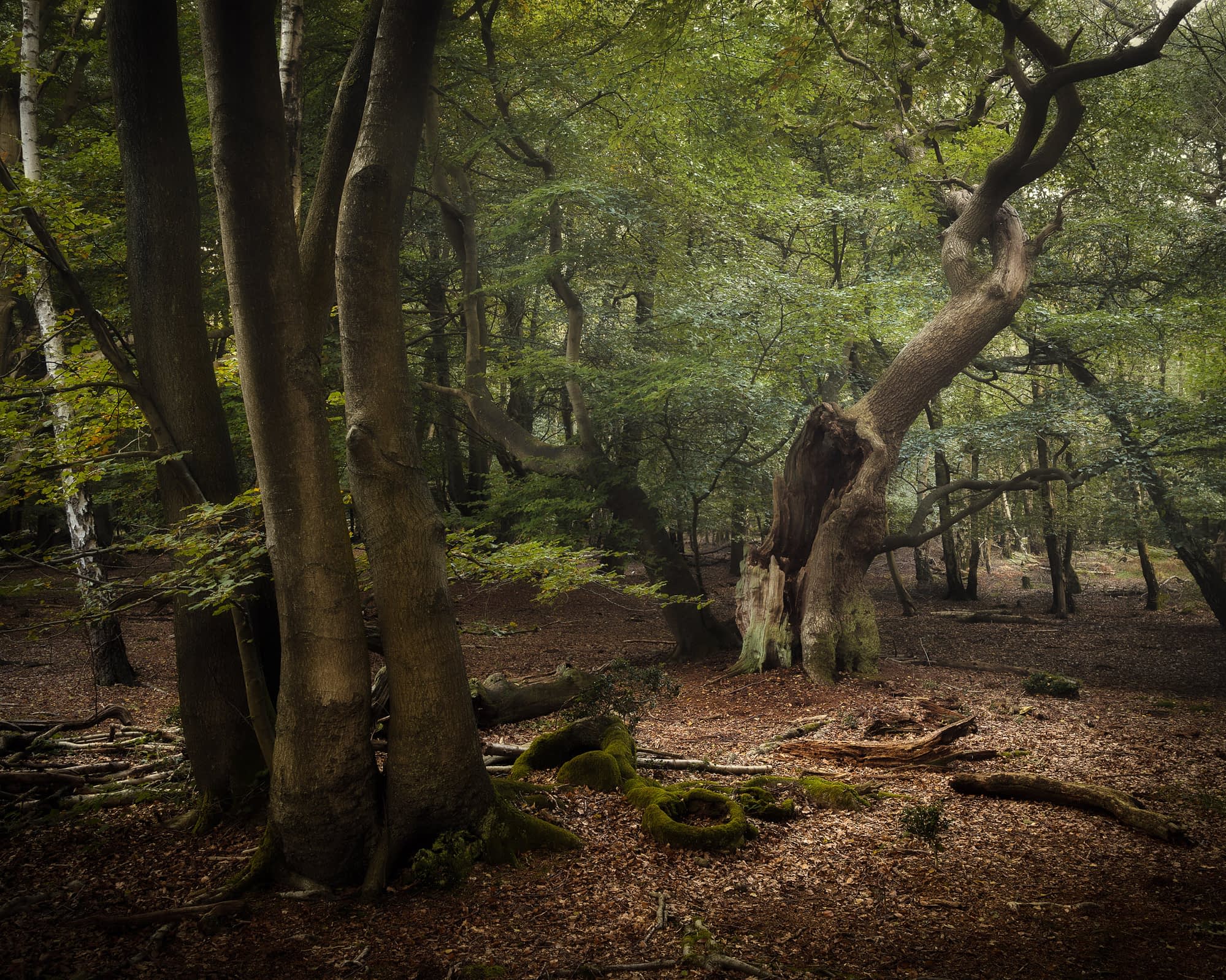 _TSM1785-Enhanced-Edit-Edit Dense green summer woodland at Epping Forest with an ancient coppice, fallen deadwood and remarkable root caps across the forest floor.