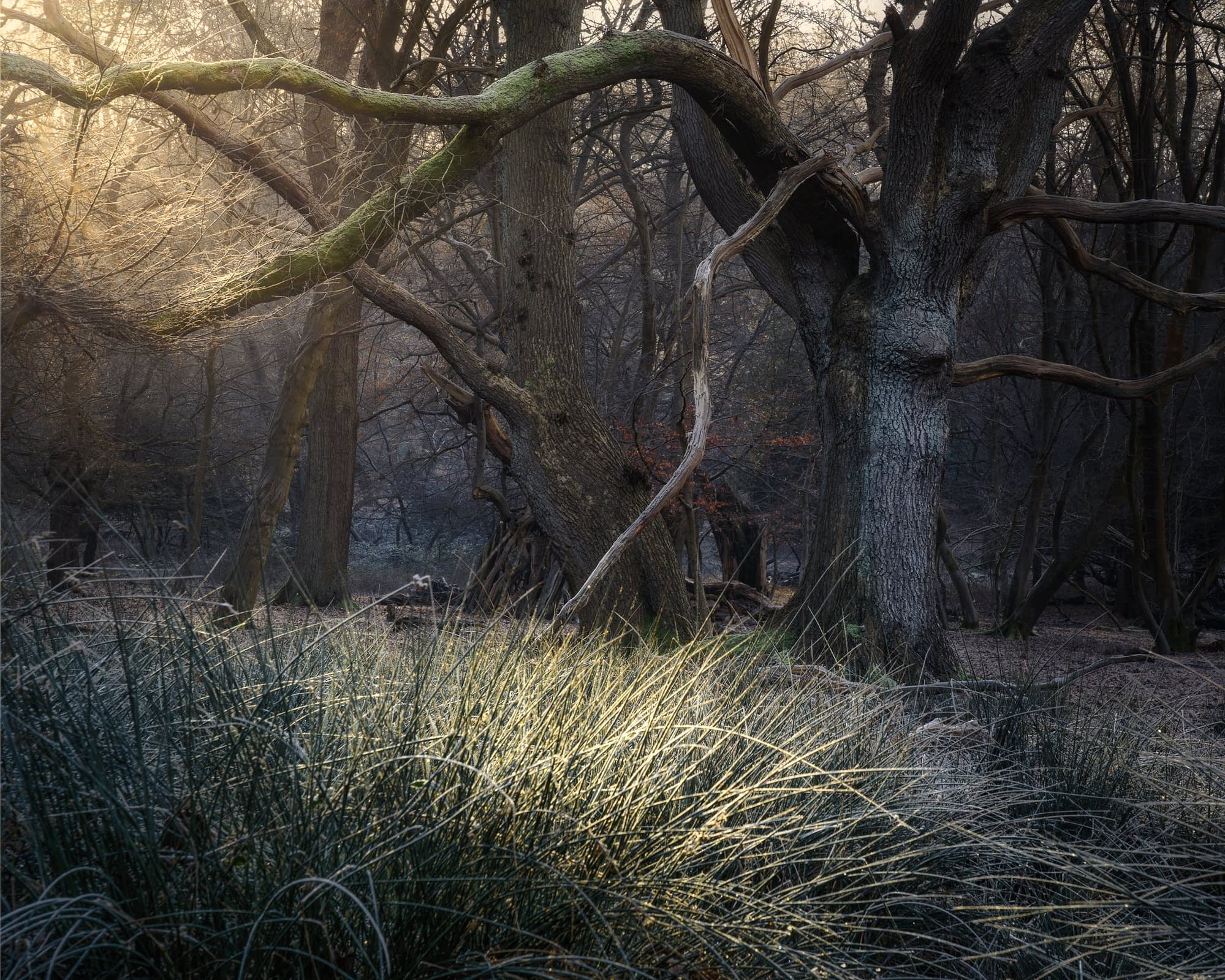 _TSM4754-HDR-Edit-Edit Trees draped in moss with gnarled branches stand in a misty forest. Sunlight filters through, casting a warm glow and illuminating a tuft of grass in the foreground. The scene conveys a serene and mystical atmosphere.
