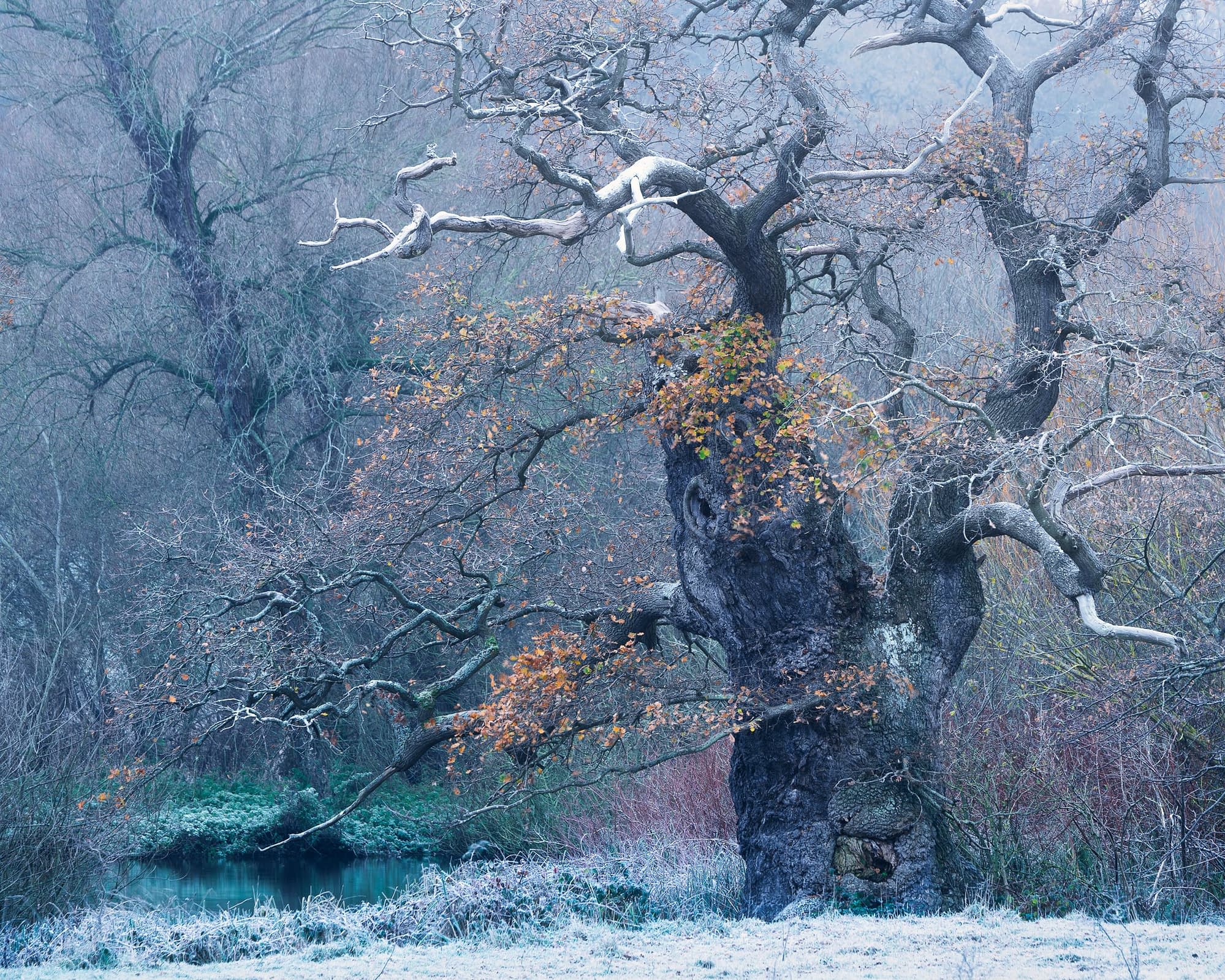 _TSM0850-Edit A large, gnarled tree with twisting branches stands in a frosty landscape. Its dark trunk contrasts with the light covering of frost on the ground and branches. A few orange leaves cling to the tree. In the background, leafless trees and a small pond create a serene, misty atmosphere.