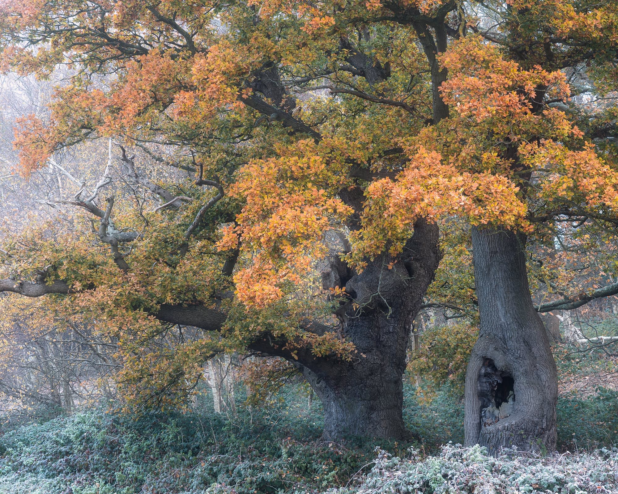 Two grand oak trees with thick trunks bear orange and yellow autumn leaves. By a hollow, they sit on frosted green foliage in mist.