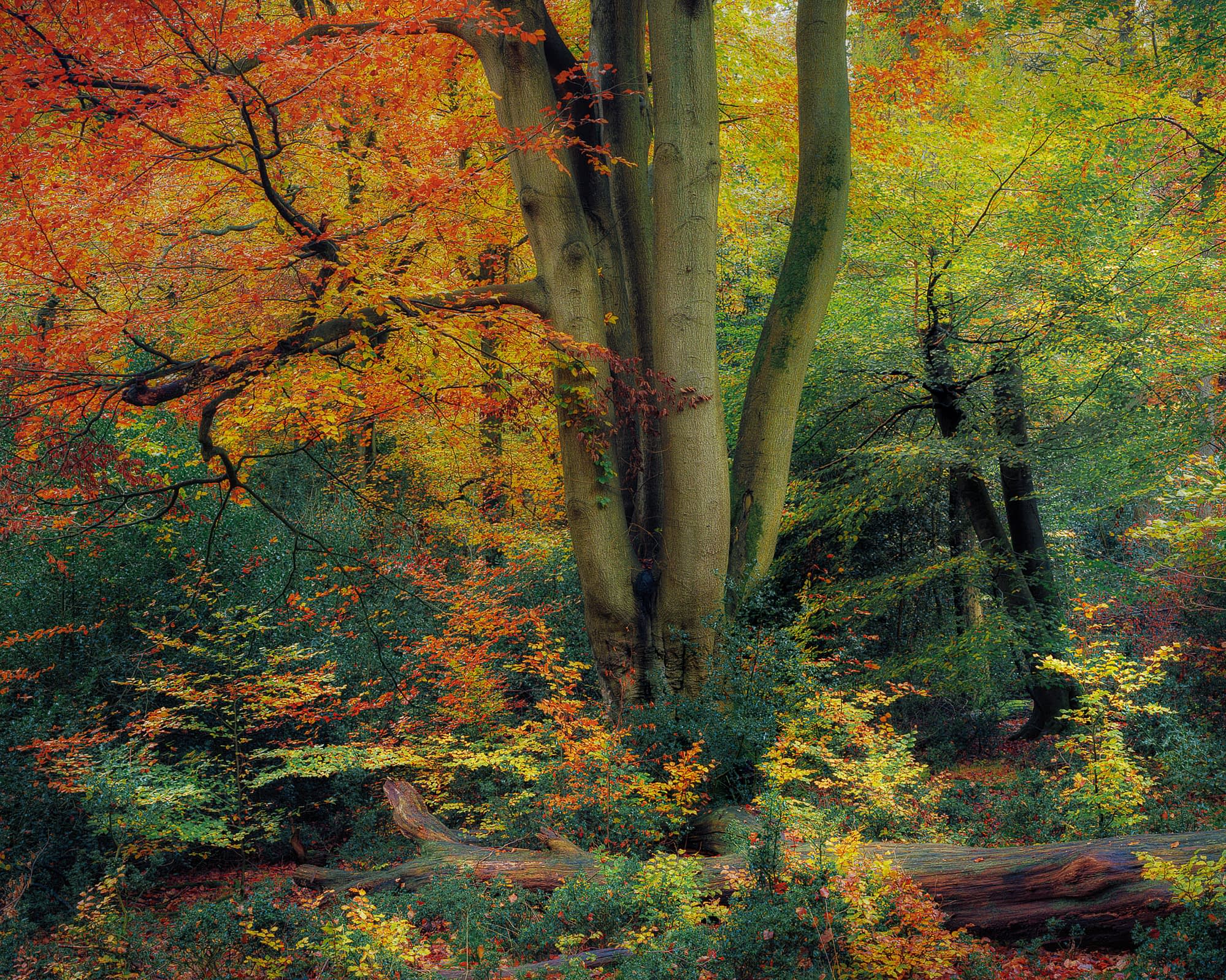Technicolour Tall multi-stemmed beech surrounded by red, orange and green autumn foliage above holly and a fallen log at Burnham Beeches.