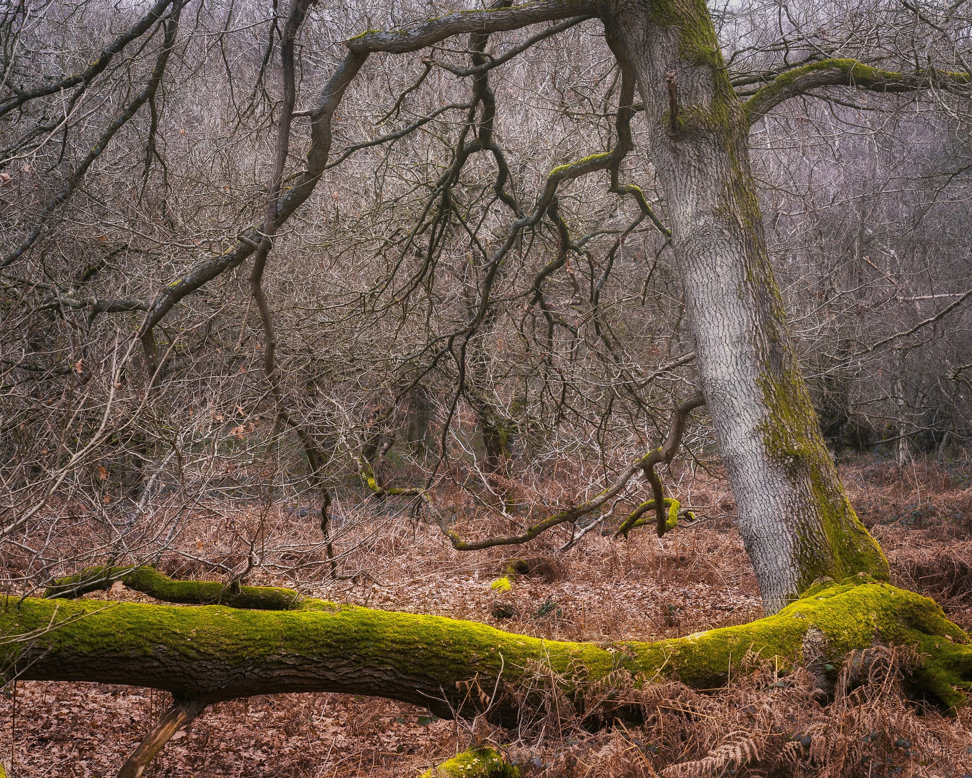 _TSM2347-Edit-Edit Massive gnarled ancient pollard with moss-covered sweeping branches at Ashridge Estate in the bare months.