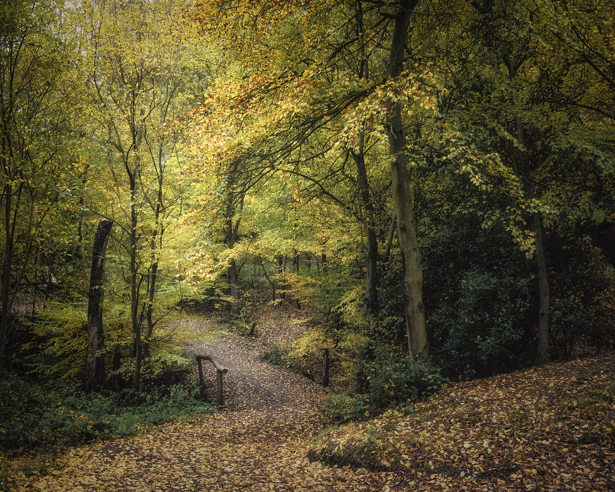 Winding Path Leaf-covered path with a wooden handrail winding through golden autumn woodland near High Beach, Epping Forest.