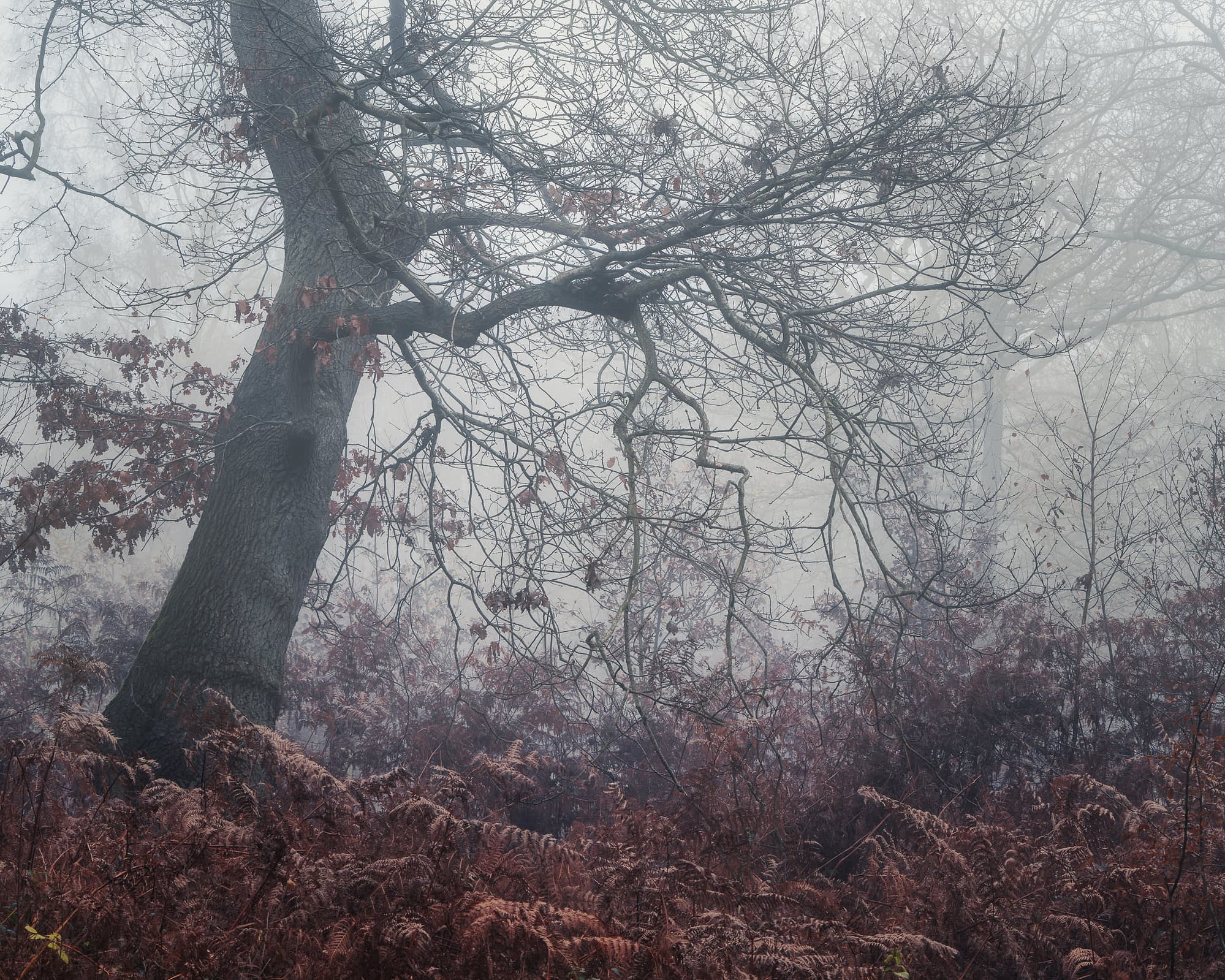 Murky Frost-covered oak in freezing fog, Broxbourne Woods in winter