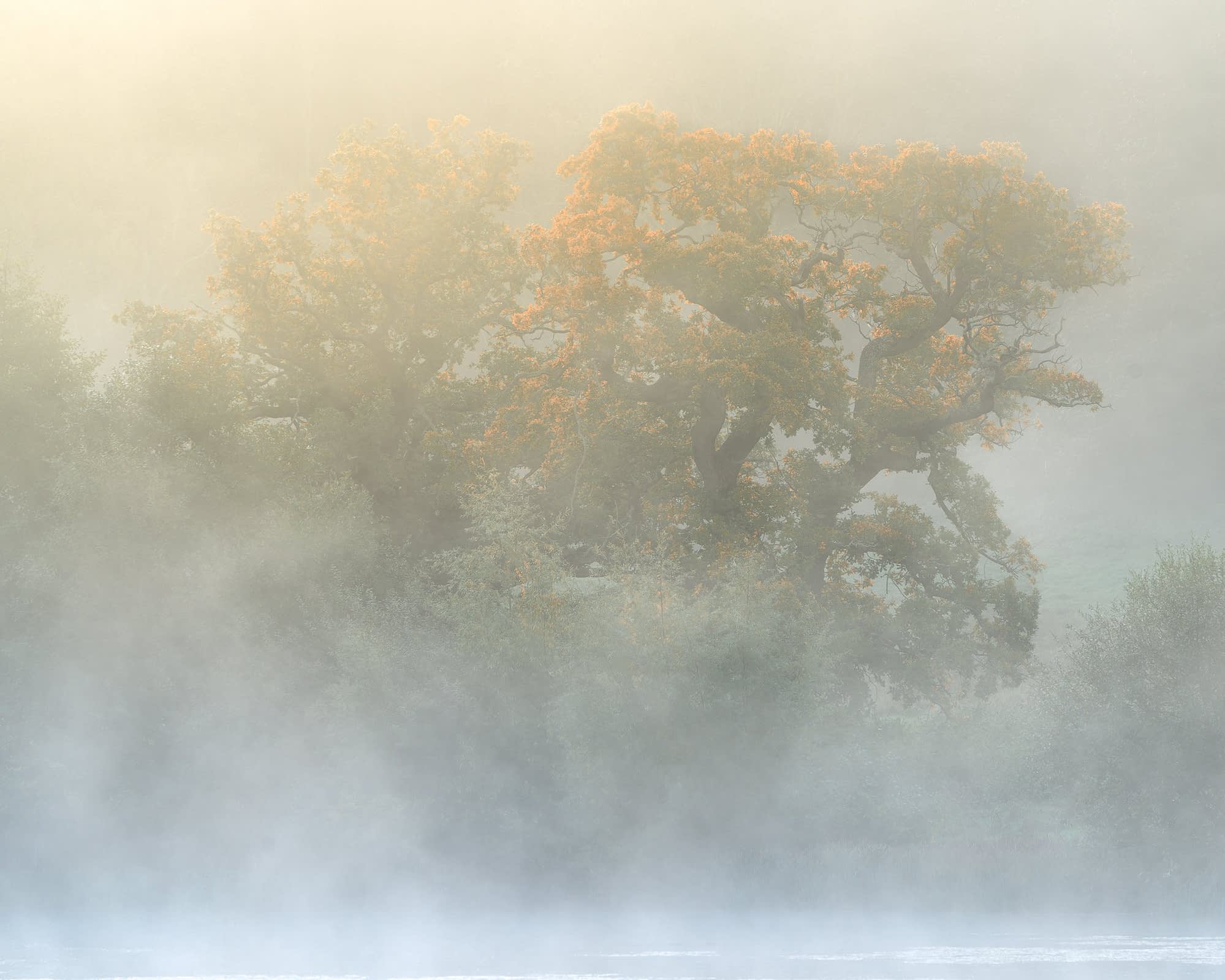 _TSM9737-Edit Foggy landscape with dense mist covering the lower portion. Two large trees with autumn-coloured leaves emerge above the fog, adding a soft orange hue against the subdued backdrop. The overall atmosphere is serene and ethereal, with muted colours and gentle light.