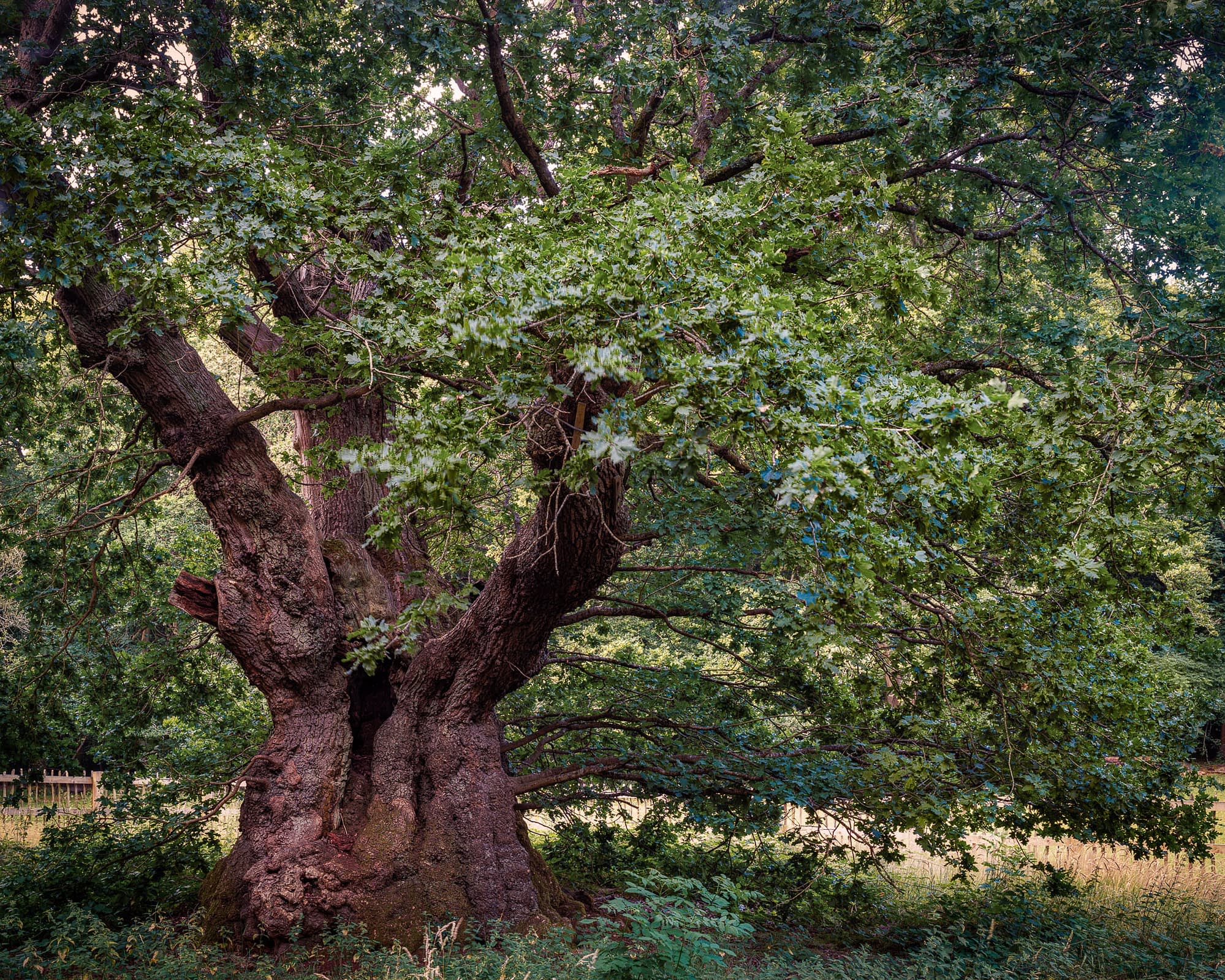 chilterns-burnham-jul19-0005-Edit The Druid's Oak at Burnham Beeches in full summer leaf, an ancient oak with a massive burred trunk and a low wooden fence behind.