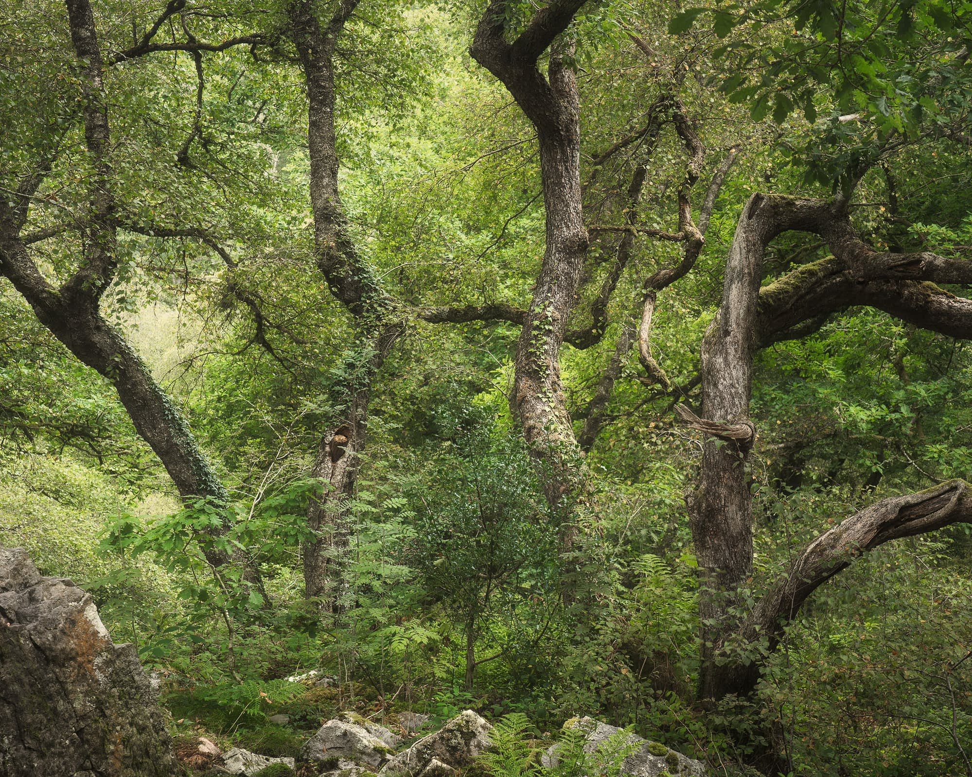 Lichen and moss covering stunted oak trees in UK temperate rainforest