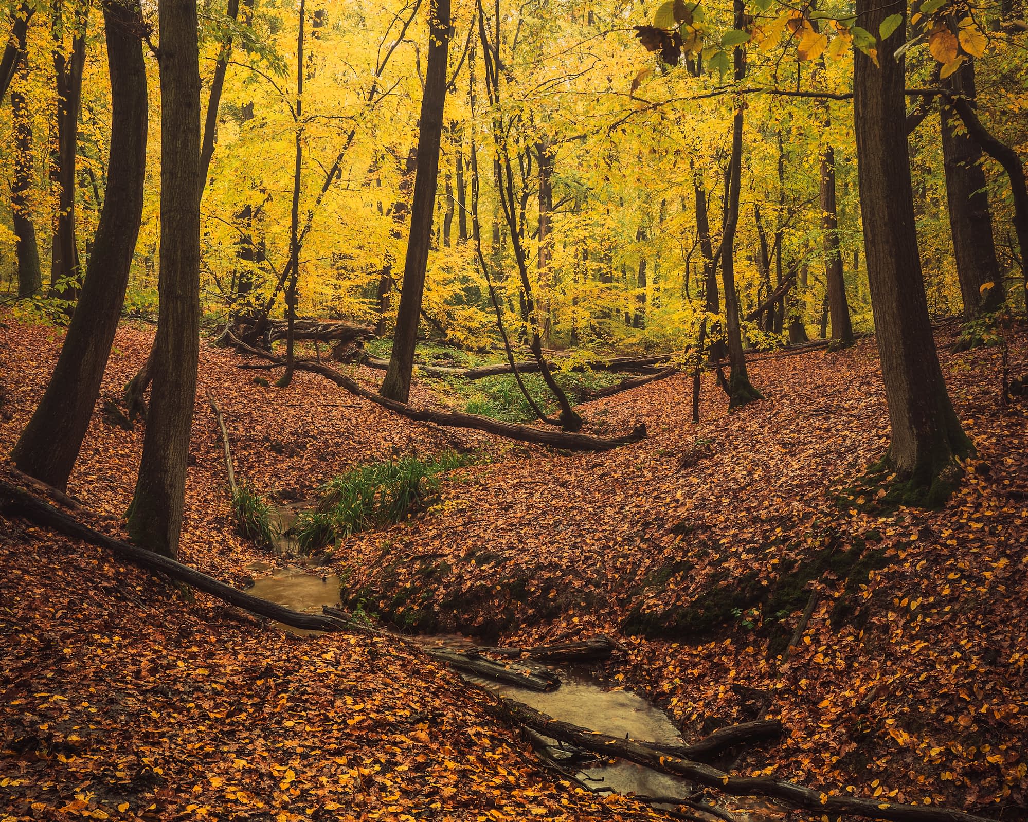 A tranquil autumn wood with tall trees and golden leaves, foliage carpeting the ground. A stream winds through dappled sunlight.