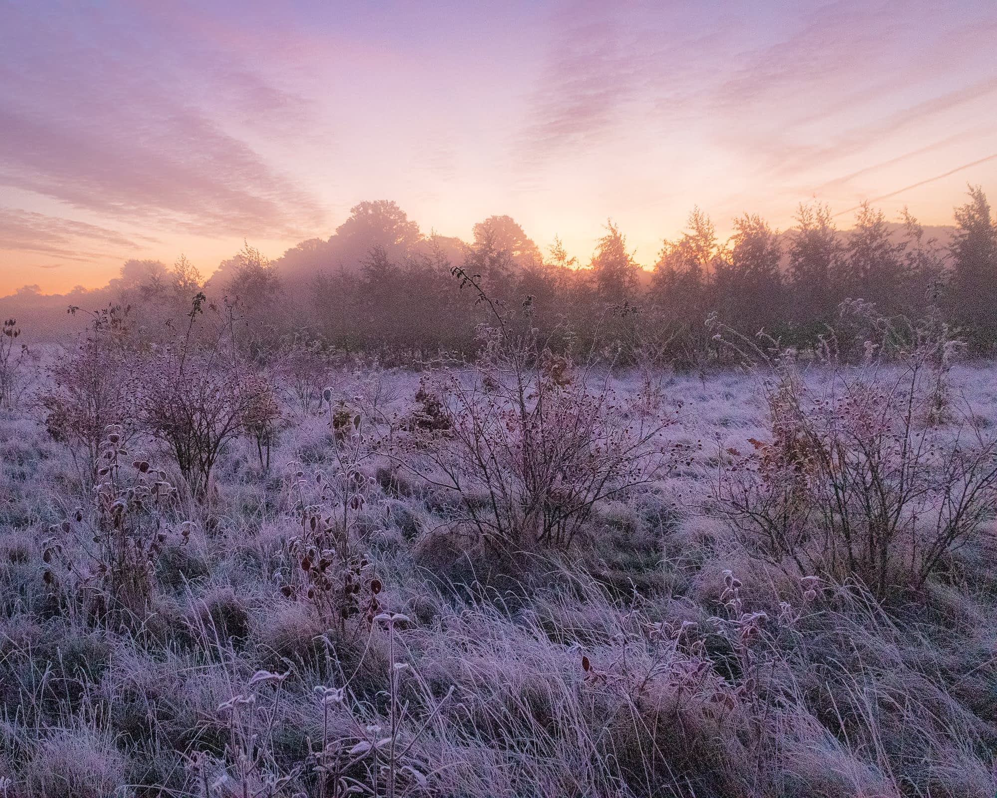 _MG_6123-Edit Frost-covered young trees and scrub at Heartwood Forest under a violet and pink dawn sky.