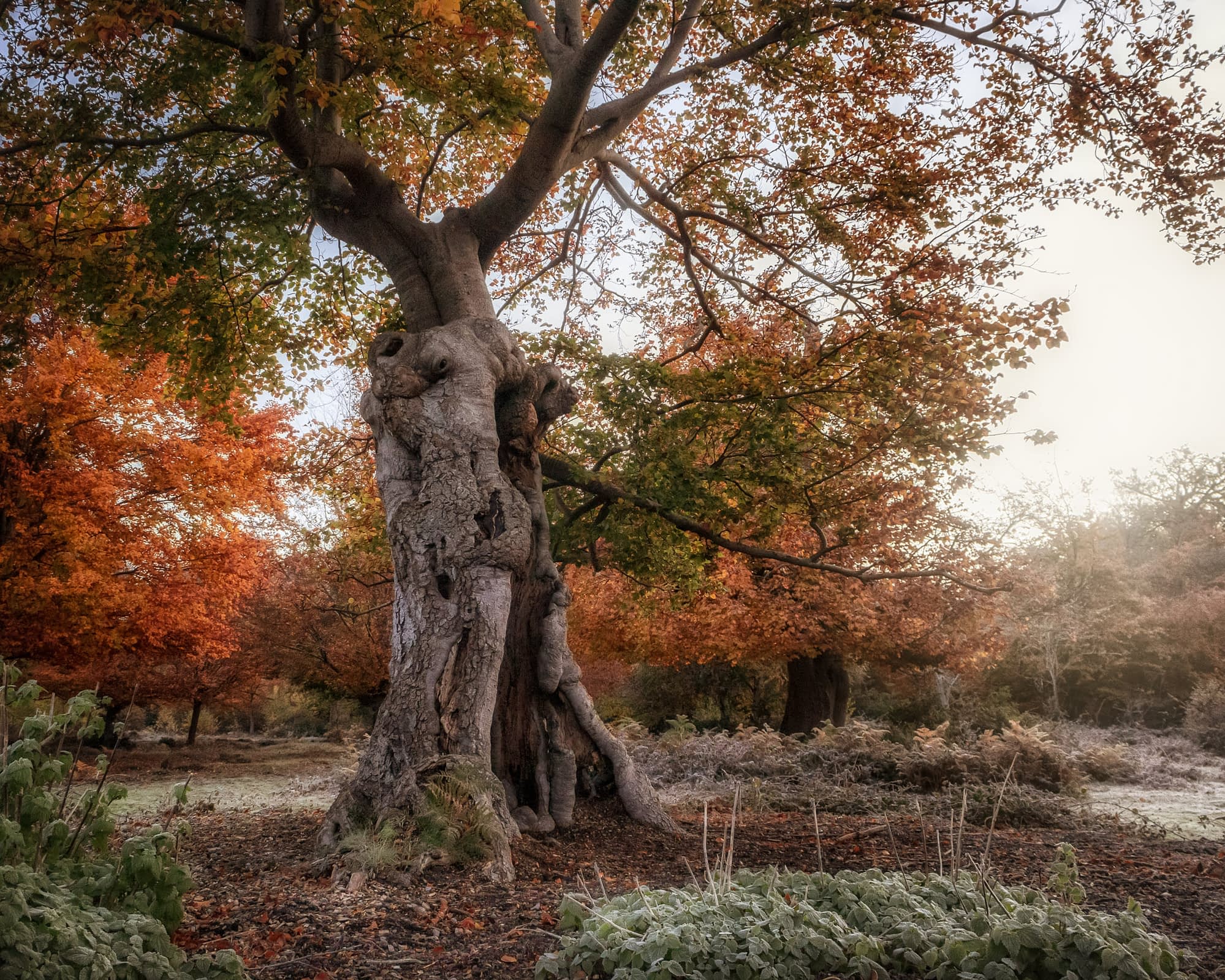 Burnt Hollow ancient beech pollard with orange autumn leaves above lightly frosted ground vegetation in wood pasture at Burnham Beeches.