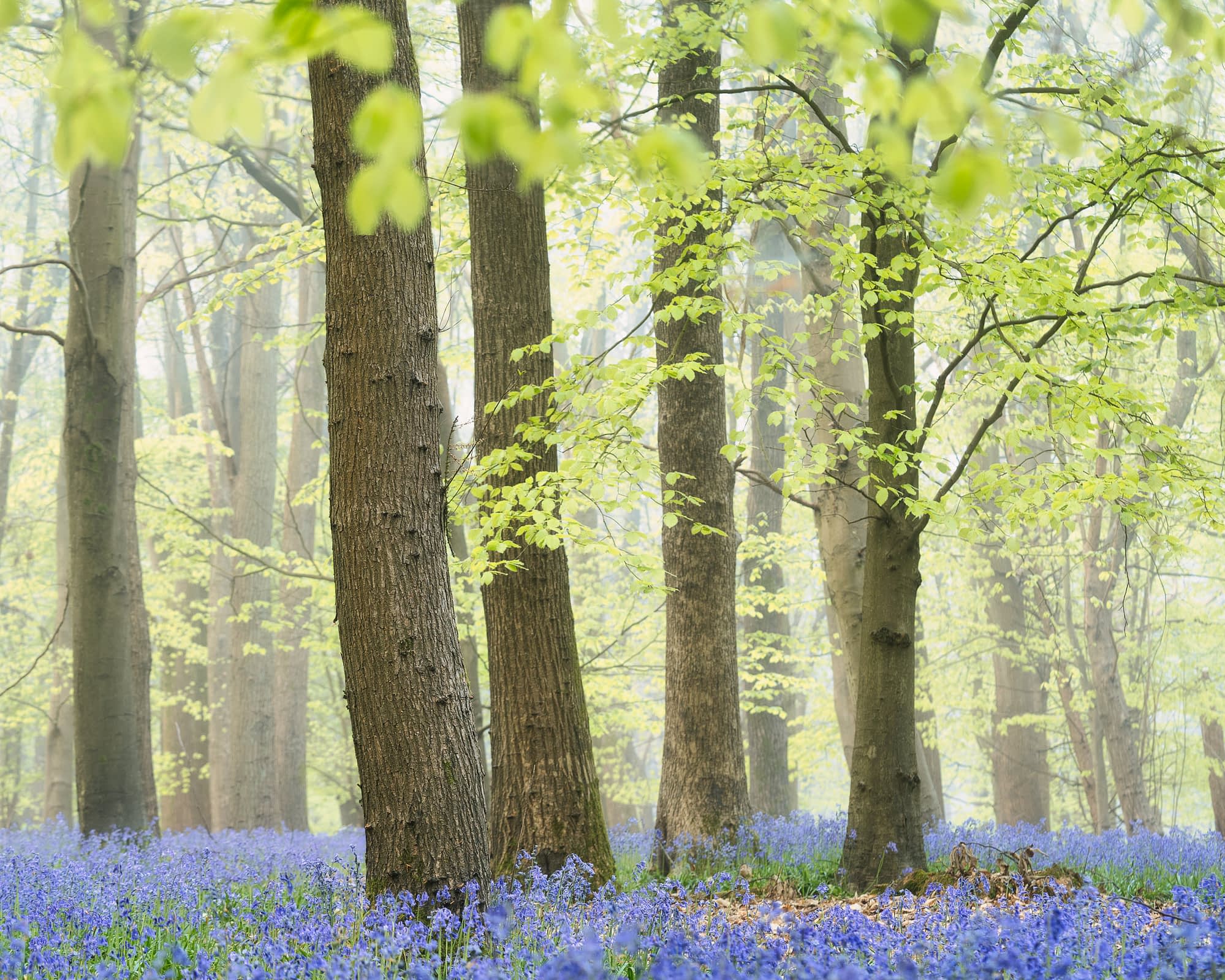 Tall trees with fresh green leaves rise in a misty Hertfordshire wood, bluebells carpeting the floor as sunlight softly filters through.