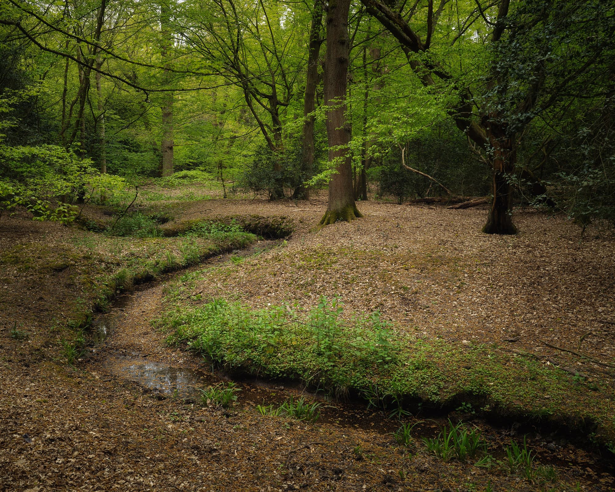 Winding Stream winding through green woodland in early summer, Hainault Forest