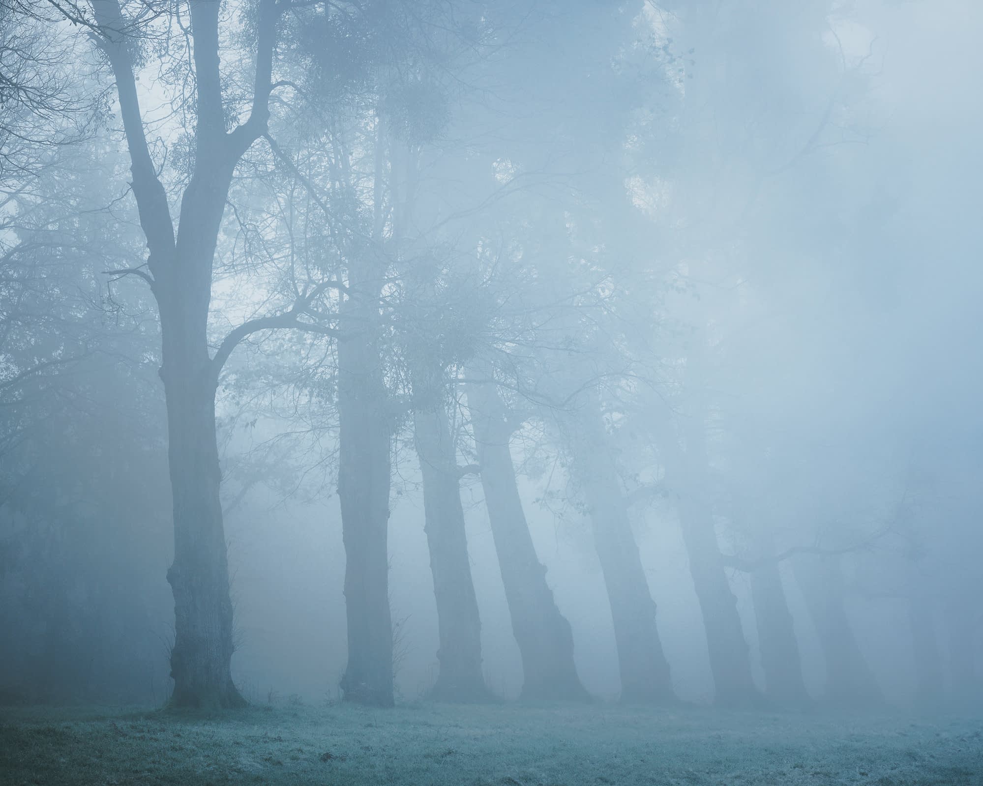 An avenue of trees receding into thick white fog, the trunks becoming progressively smaller and paler as they compress into the distance.
