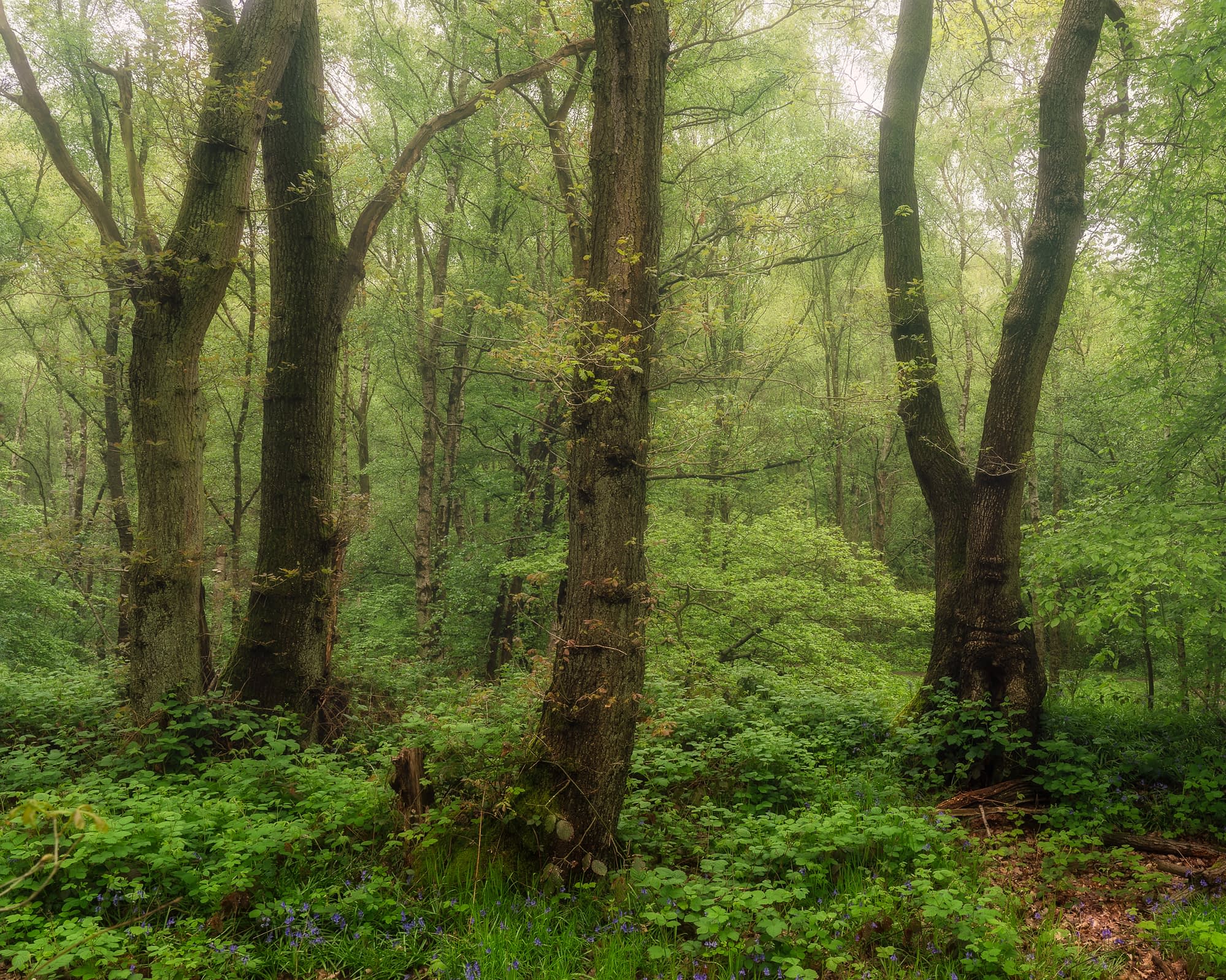 A lush, green woodland with tall trees in fresh leaf. Sunlight filters softly through the canopy over spring growth in the understory.