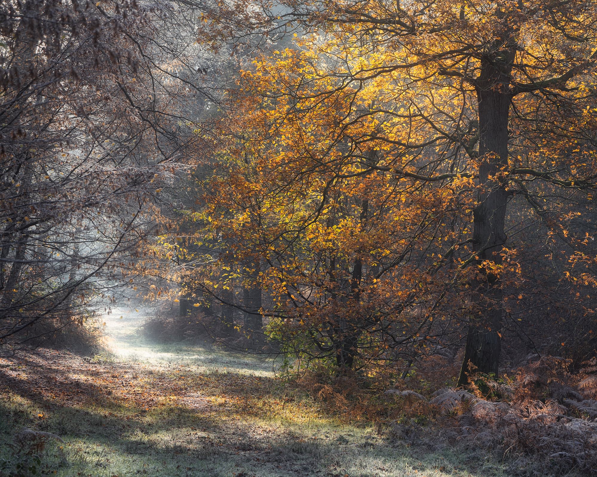 _TSM0831-Edit A tranquil woodland scene with sunlight filtering through tall trees. Golden autumn leaves lend warmth as a grassy path winds away into the distance—demonstrating how the optimal focal length for woodland photography can capture this peaceful, misty morning atmosphere.