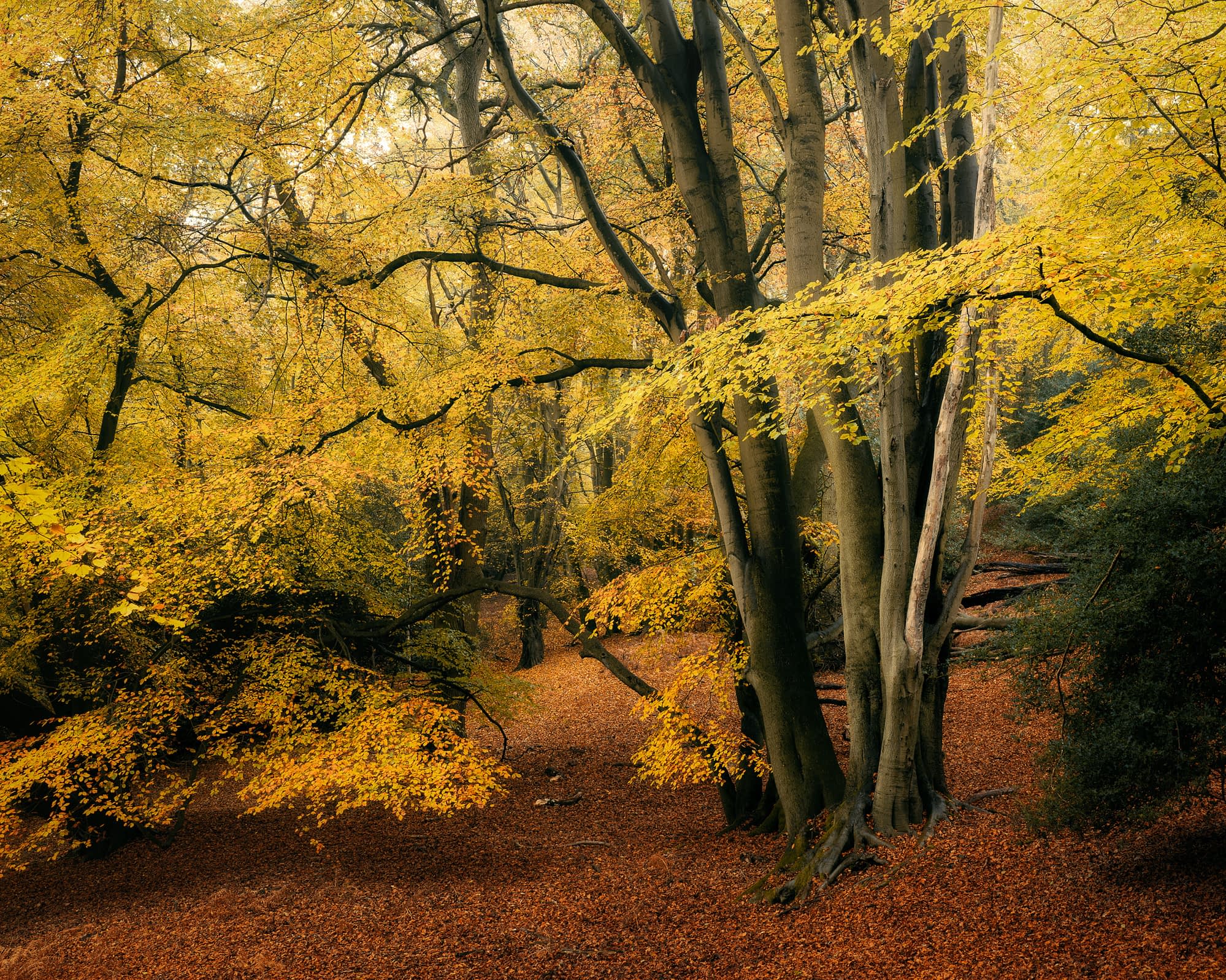 _TSM3502-Enhanced-Edit A tranquil woodland scene in autumn, with tall trees bearing golden-yellow leaves. Fallen leaves carpet the forest floor in rich orange and brown tones. Gentle sunlight filters through the dense canopy, creating a peaceful and inviting atmosphere.
