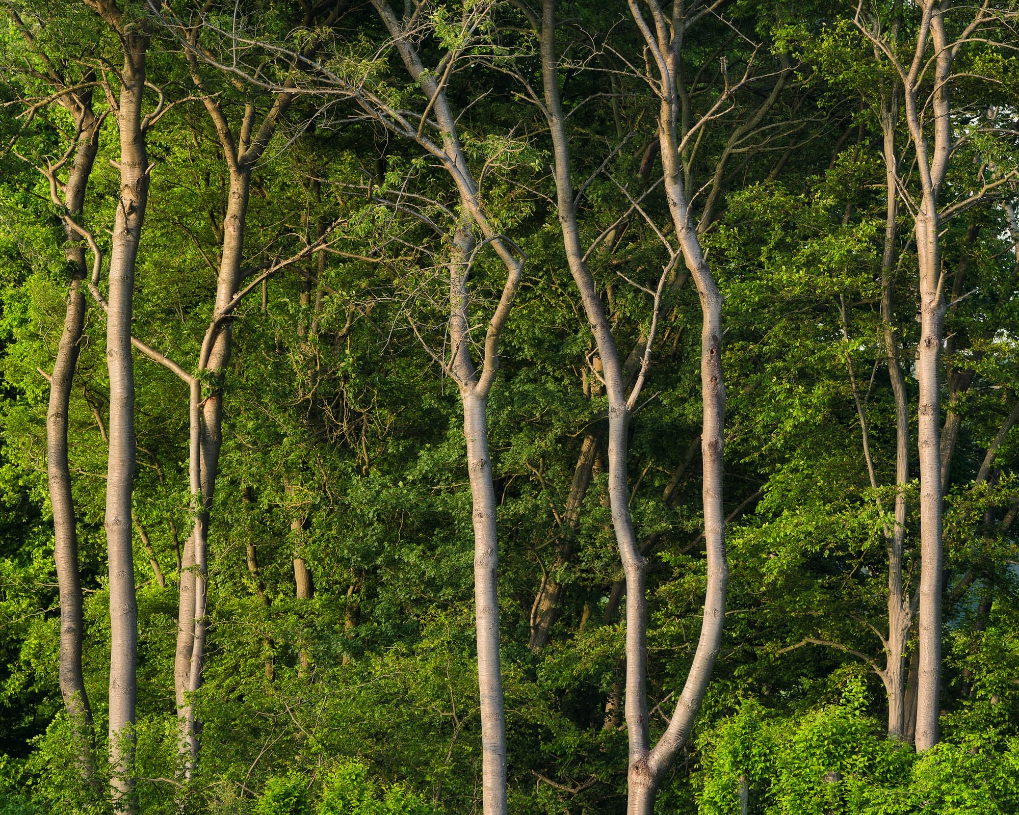 Tall, slender pale tree trunks rising against dense green summer foliage in a quiet stretch of woodland.