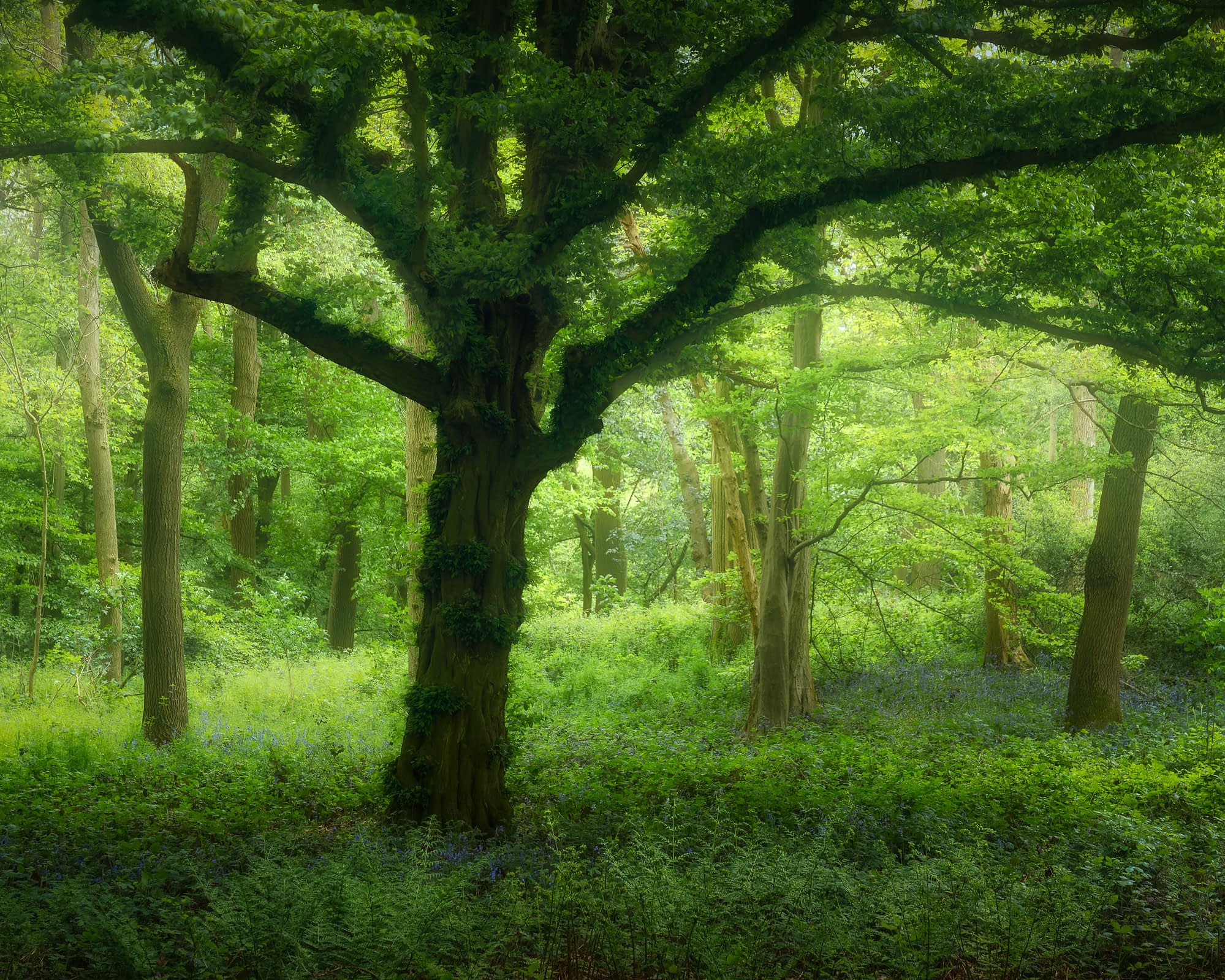 A verdant woodland with mossy tall trees, sunlight streaming through leaves, and a bluebell-carpeted floor evokes calm and serenity.