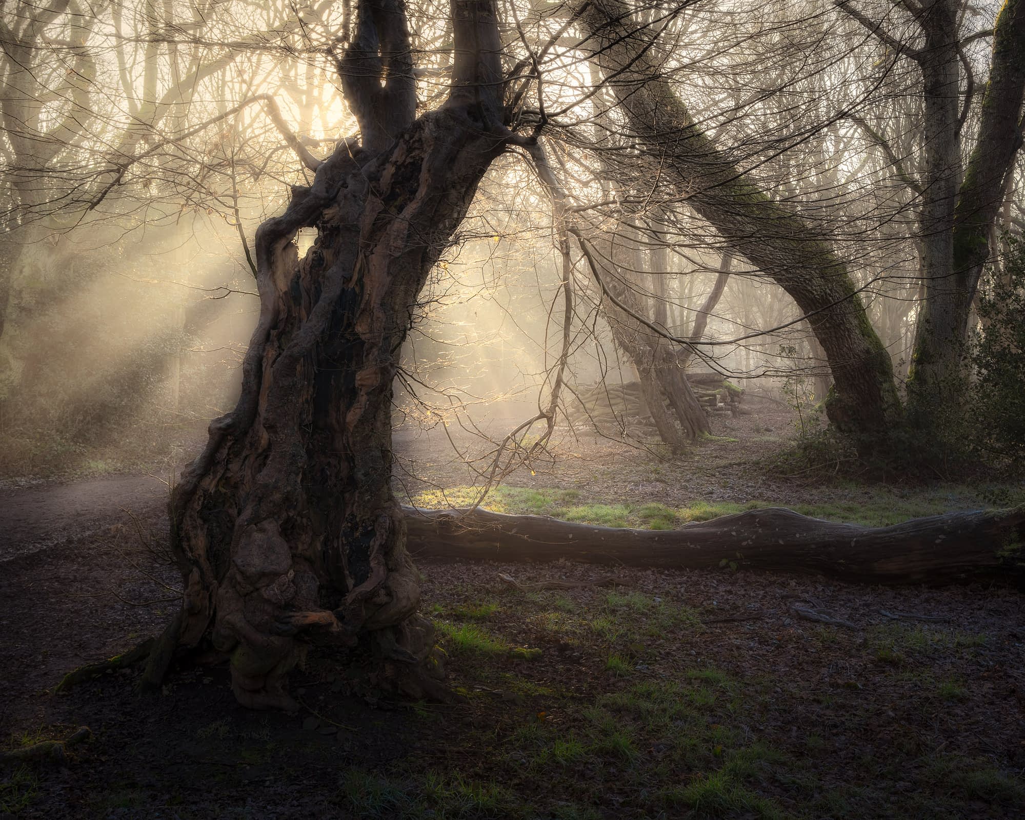 Ancient hollow hornbeam with low sun and rays through mist, a fallen trunk and leaning tree behind, Hainault Forest