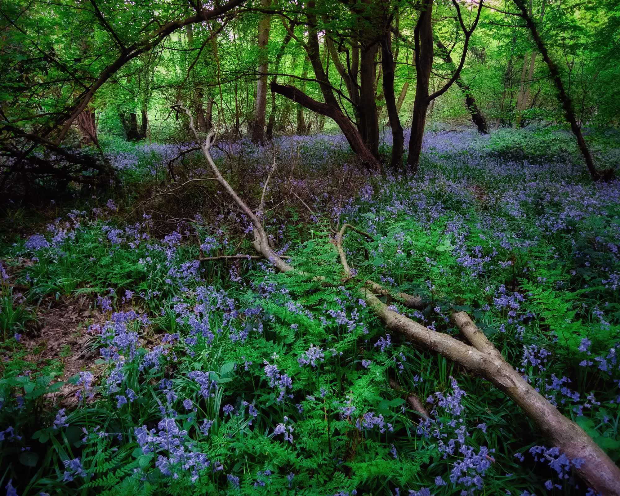 A tranquil forest setting with a carpet of vibrant bluebells covering the woodland floor. Sunlight filters through the dense canopy of lush green leaves. A fallen tree trunk lies among the flowers, adding a rustic touch. Tall, slender trees encircle the area, creating a serene atmosphere.