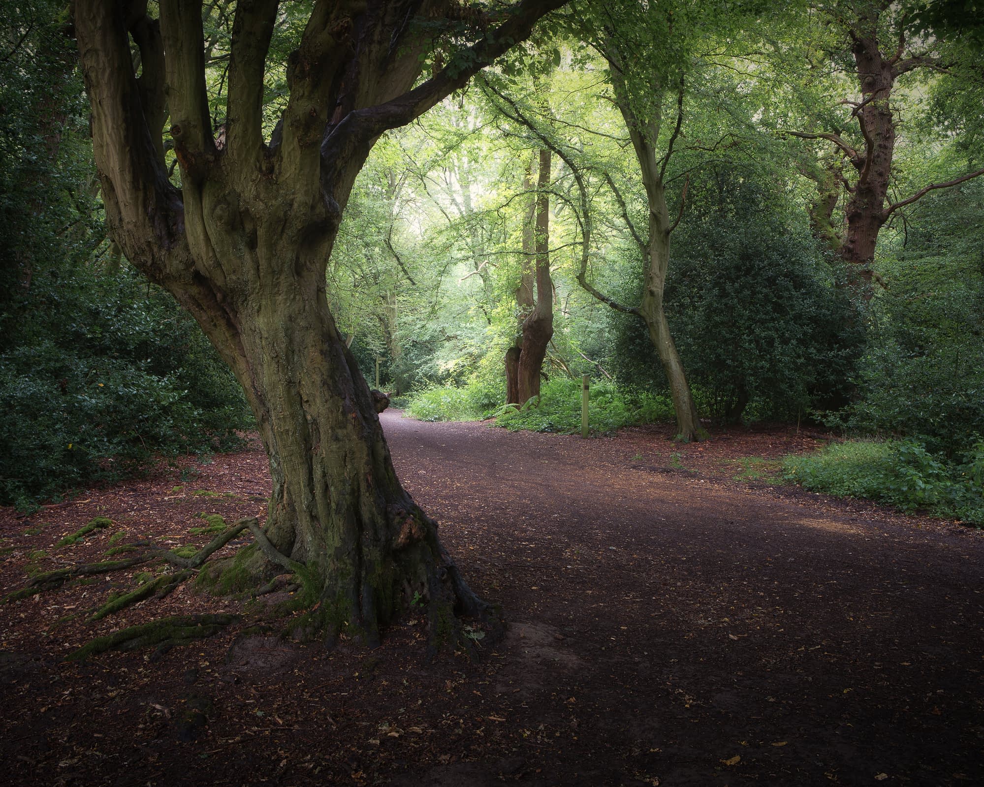 Weathered Hornbeam pollard beside a leaf-covered ride in the rain, Hainault Forest