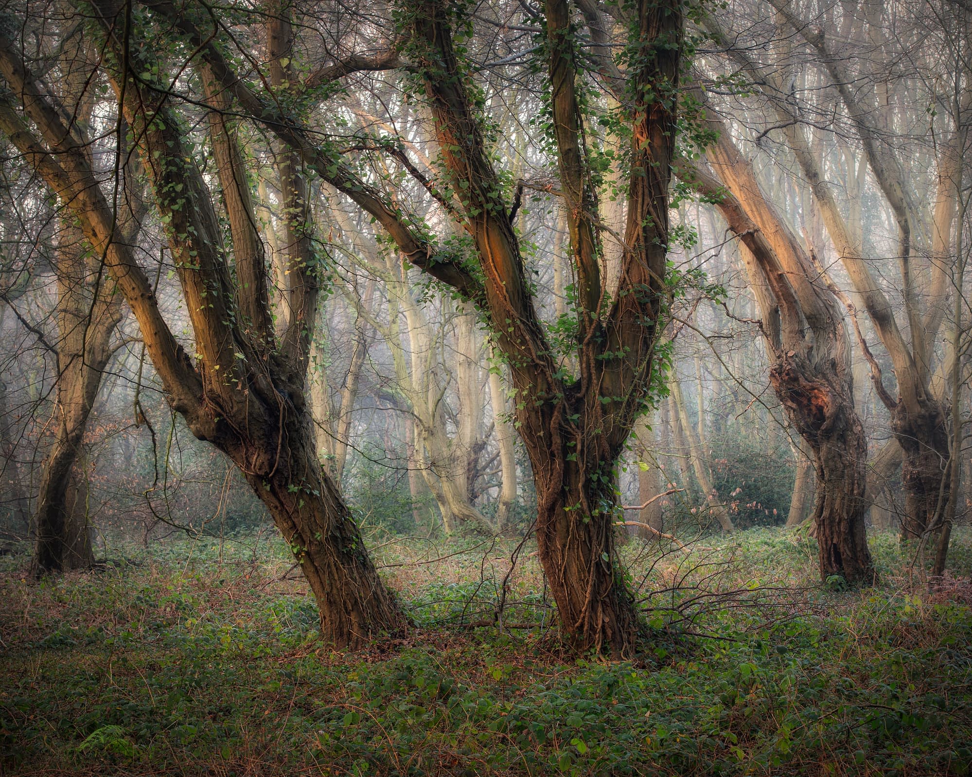 Pollards and ivy Mist drifting into the trees near the lake, Hainault Forest