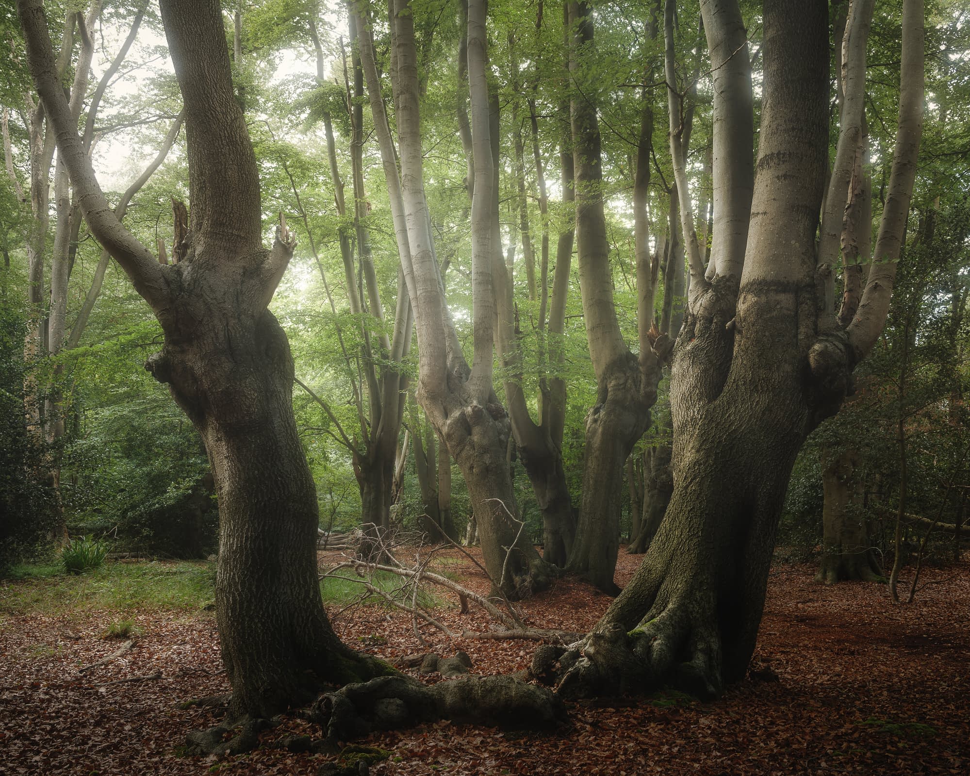 _TSM8323-Edit A tranquil forest scene with tall, ancient trees featuring thick trunks and textured bark. The forest floor is carpeted with fallen leaves, and soft, diffused sunlight filters through the lush green canopy, casting gentle shadows below. Sparse undergrowth adds depth to the serene atmosphere.