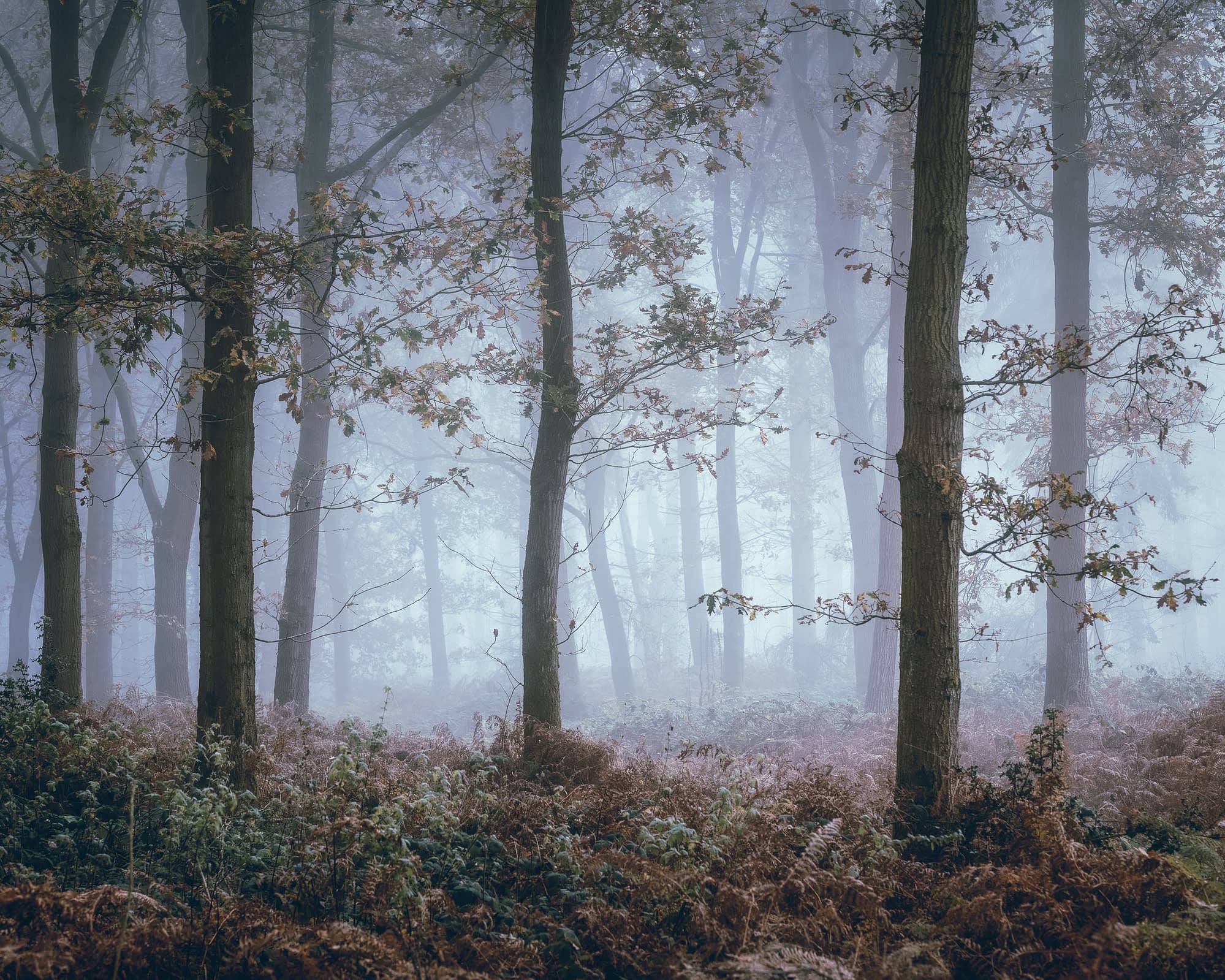 Oak trunks and bracken ferns in a misty autumn woodland, layers of trees fading from dark to pale as they recede into soft blue-grey fog.