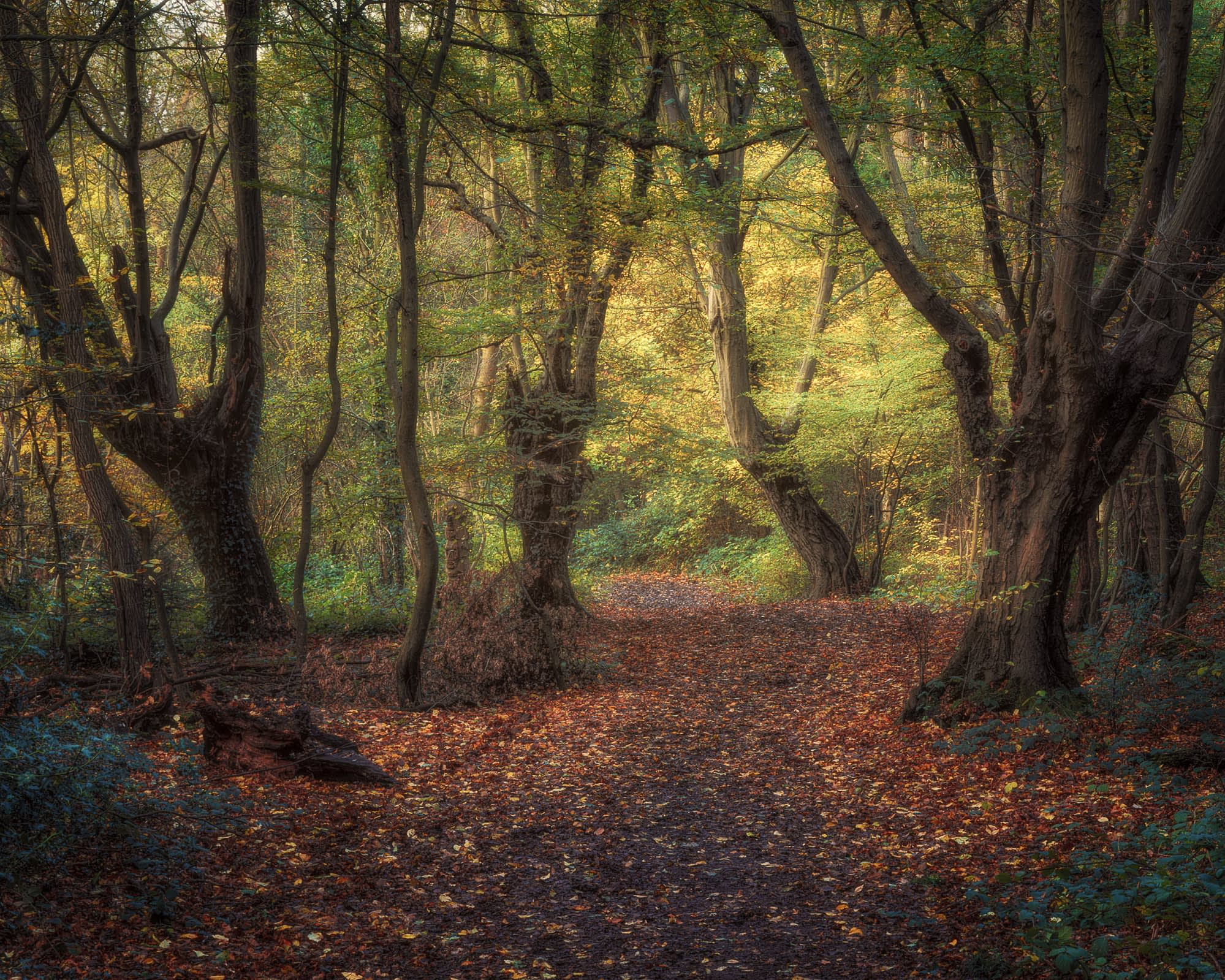 Autumn Pollards Autumn ride lined with hornbeam pollards and fallen leaves