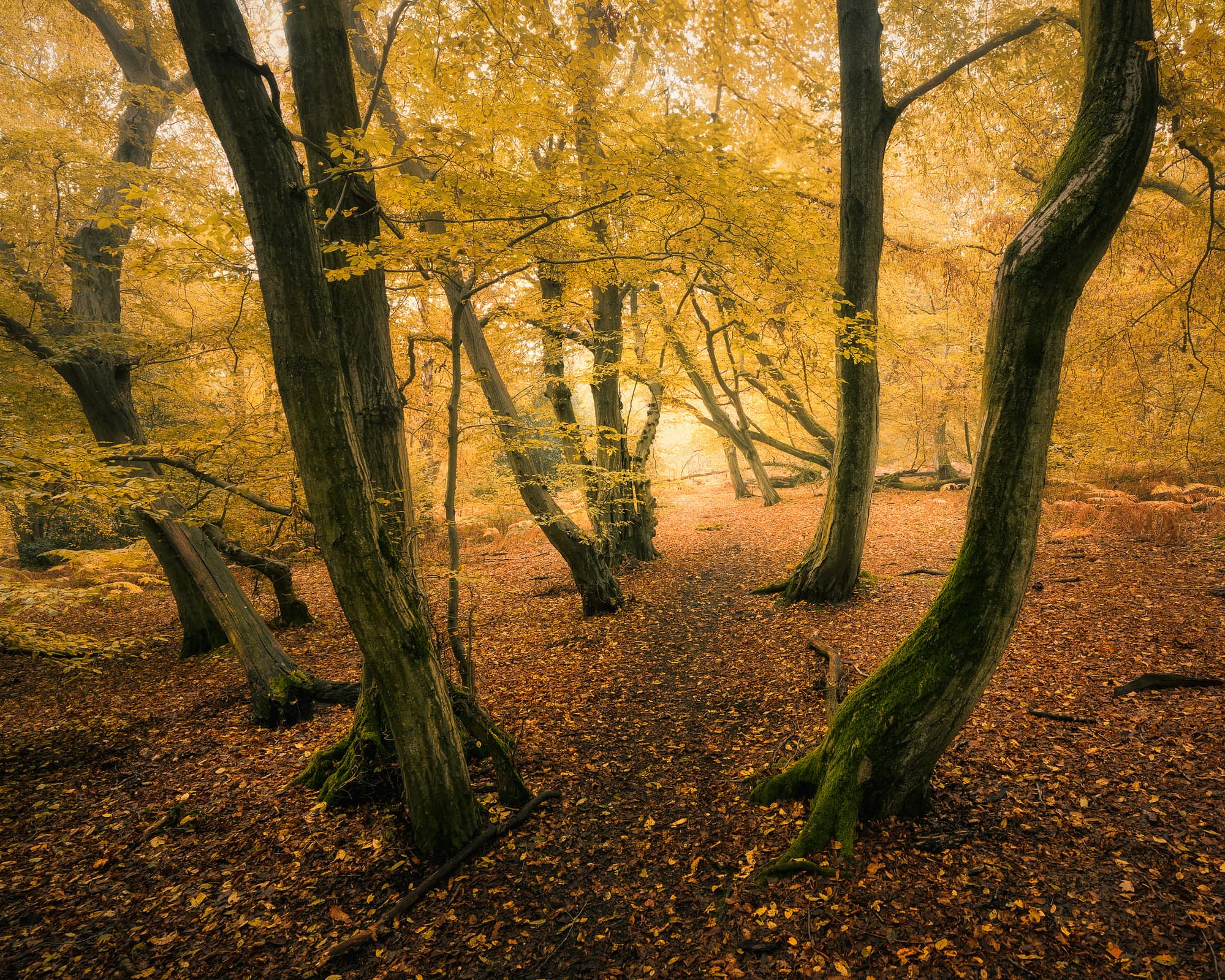 Soft, even light in autumn woodland, yellow leaves on the trees and copper leaf litter on the ground