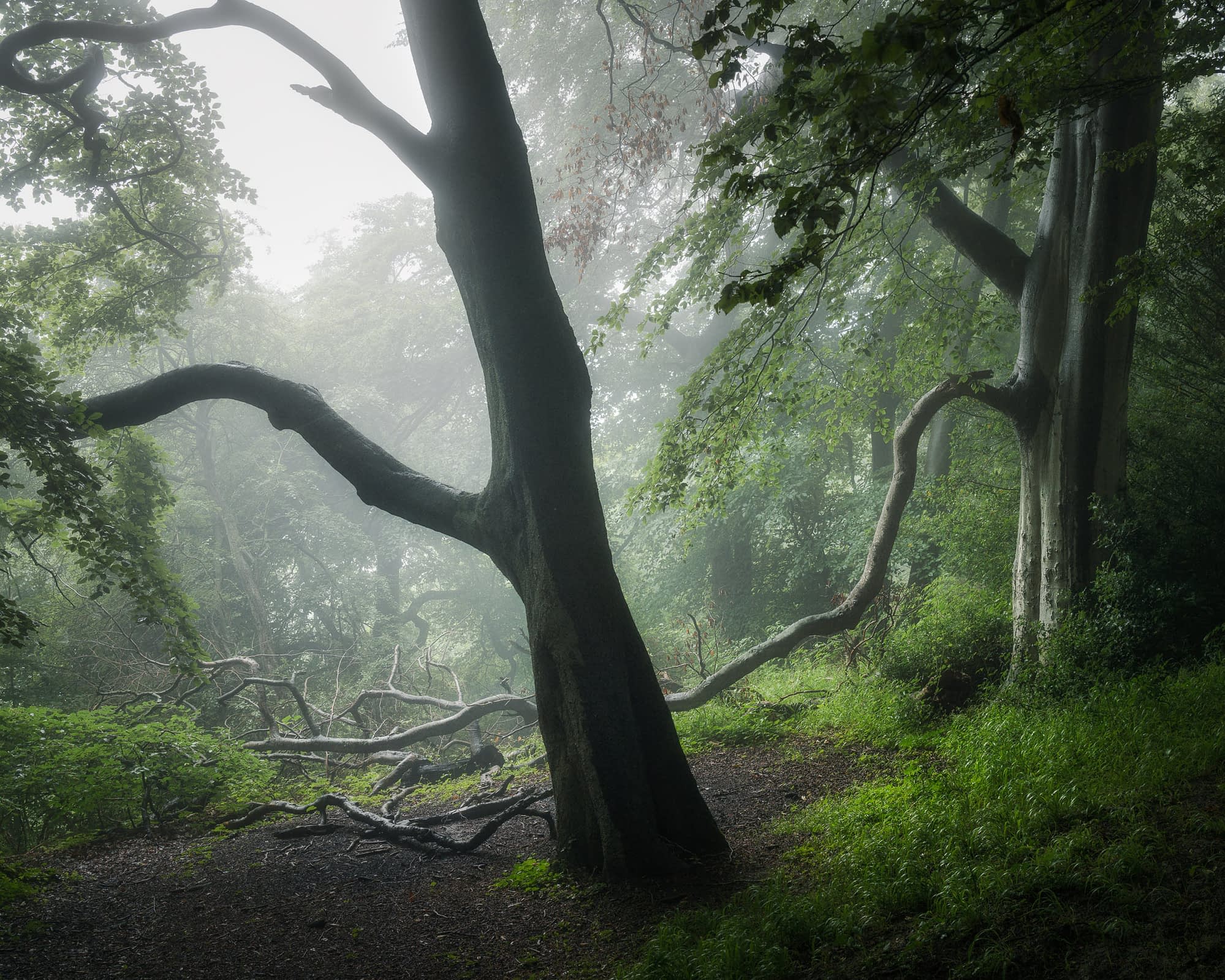 A hill top woodland in the clouds with twisted, gnarled trees, lush green undergrowth and fallen branches. Sunlight filters softly through the dense canopy.