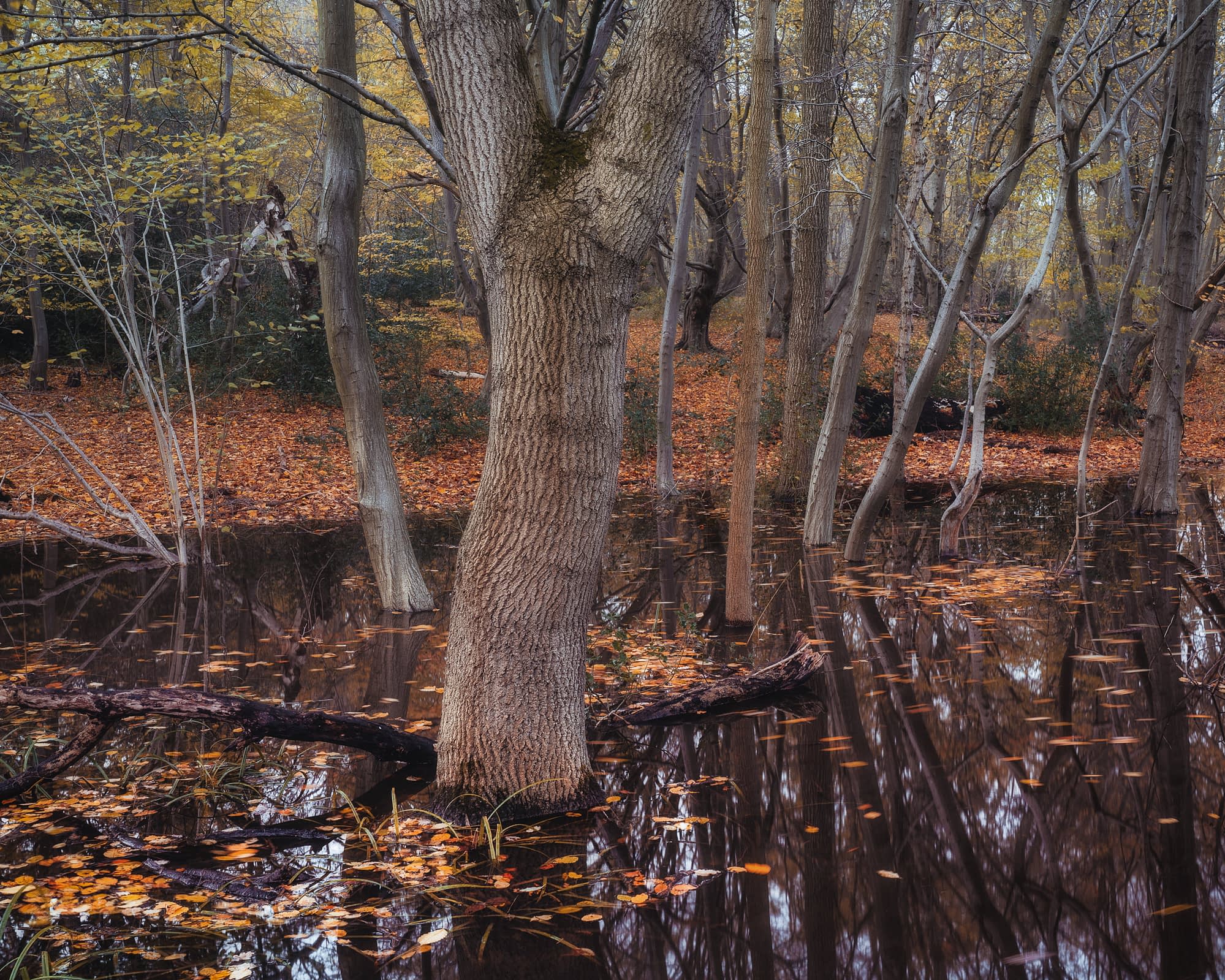 _TSM0297-Edit A tranquil forest scene in autumn, with tall trees mirrored in the calm water of a flooded area. The ground is carpeted with orange and brown fallen leaves, creating a vibrant contrast against the dark water. The thick trunk of a tree is prominently in the foreground.