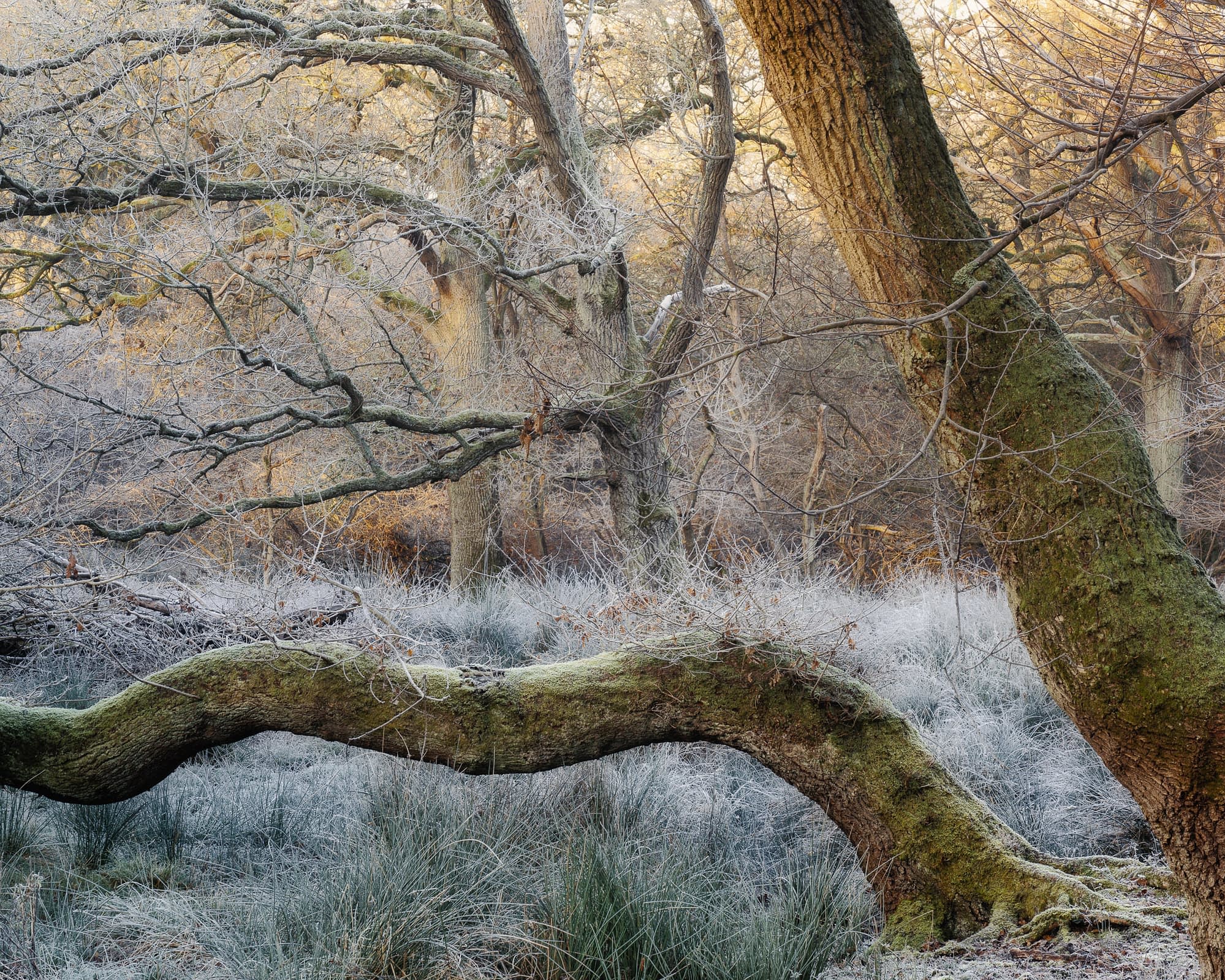 _TSM4720-Edit Hoar frost coating tussock grasses beneath moss-covered leaning trees in the wet woods near Honey Lane, Epping Forest, with warm light behind.