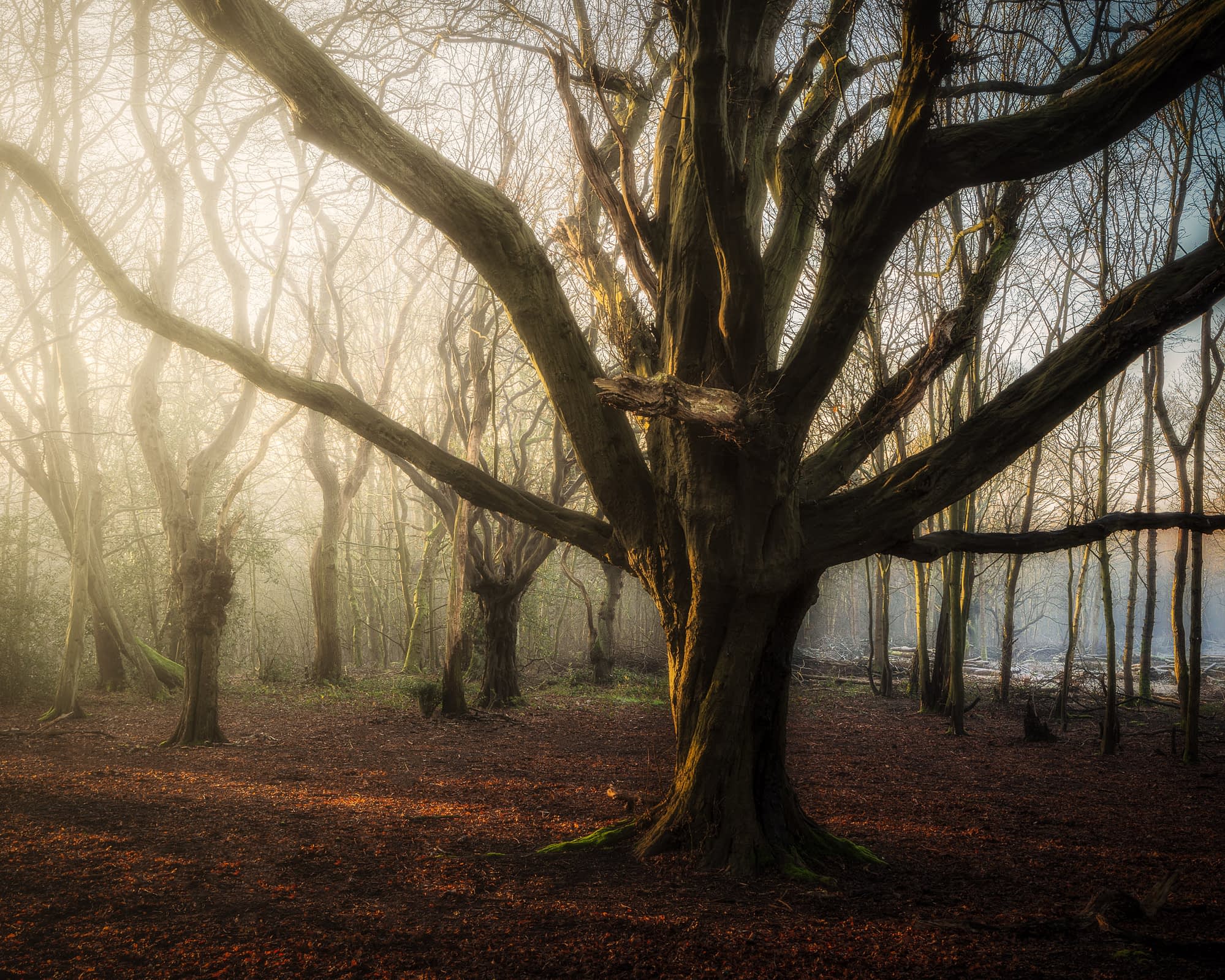 Gentle Bare pollards in winter mist with low sun, Hainault Forest