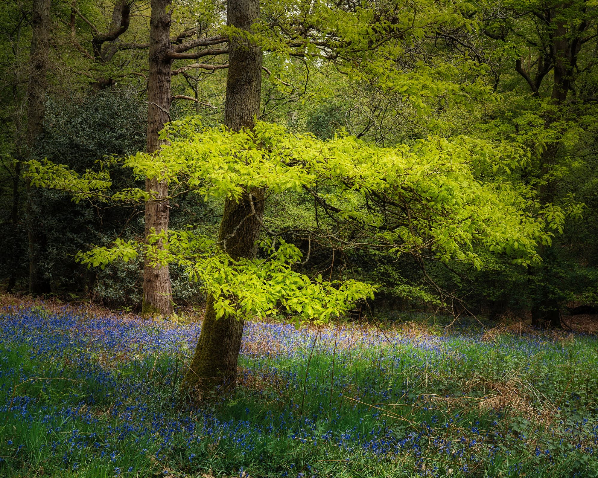 Fresh Bluebells beneath an oak in new spring leaf, Hainault Forest