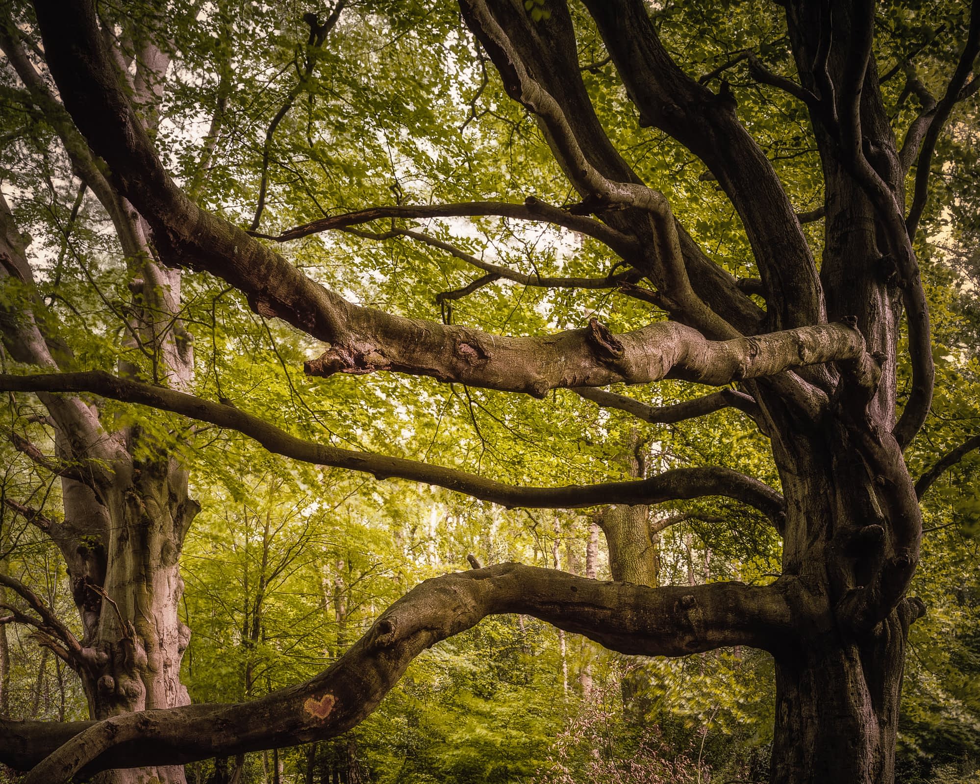 chilterns-ashridge-0103-Edit Sprawling limbs of an ancient beech tree in full green summer leaf at Ashridge Estate.