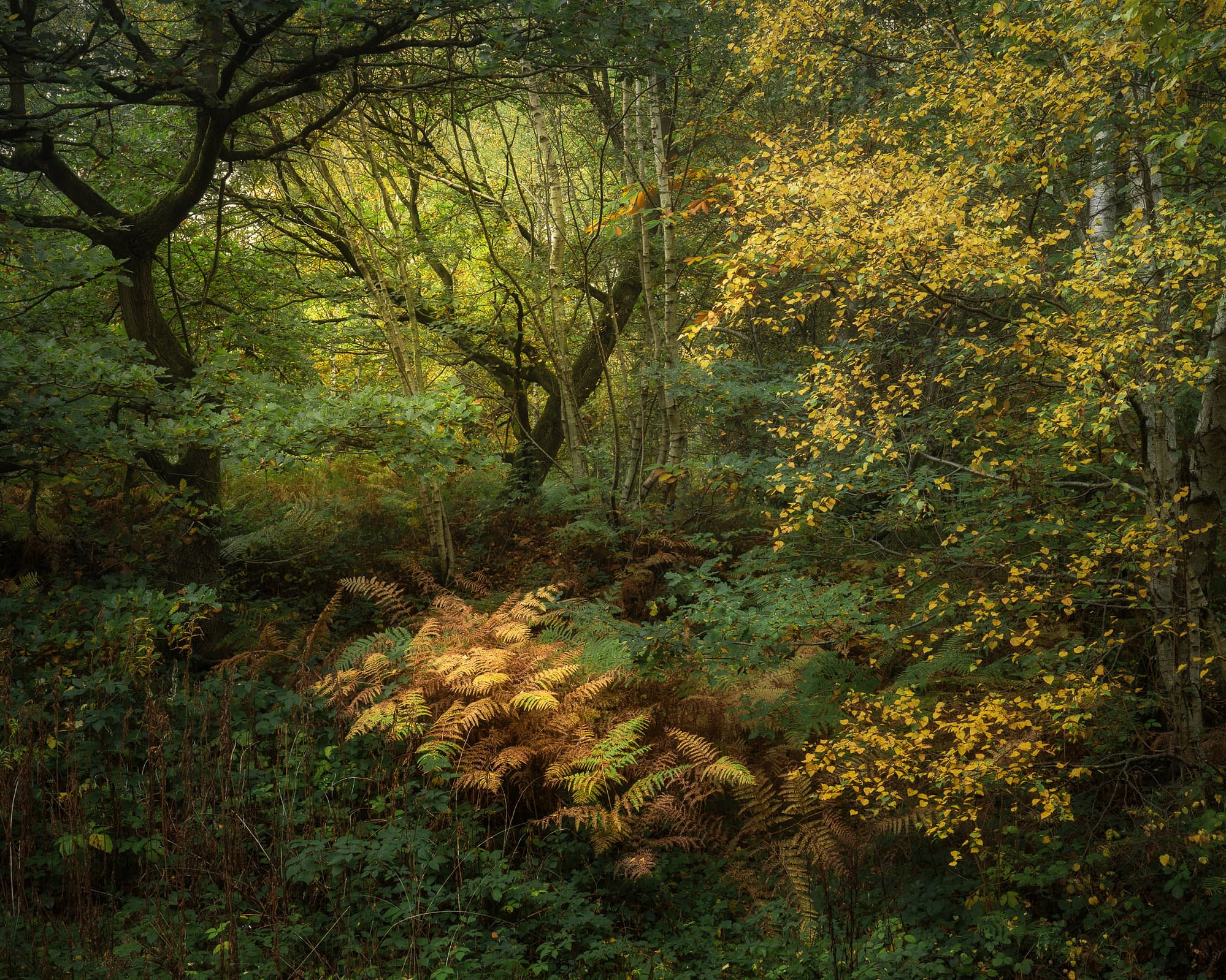 A lush forest with dense green foliage, golden-yellow leaves, and sunlight streaming through trees. Vivid ferns dominate the understory.