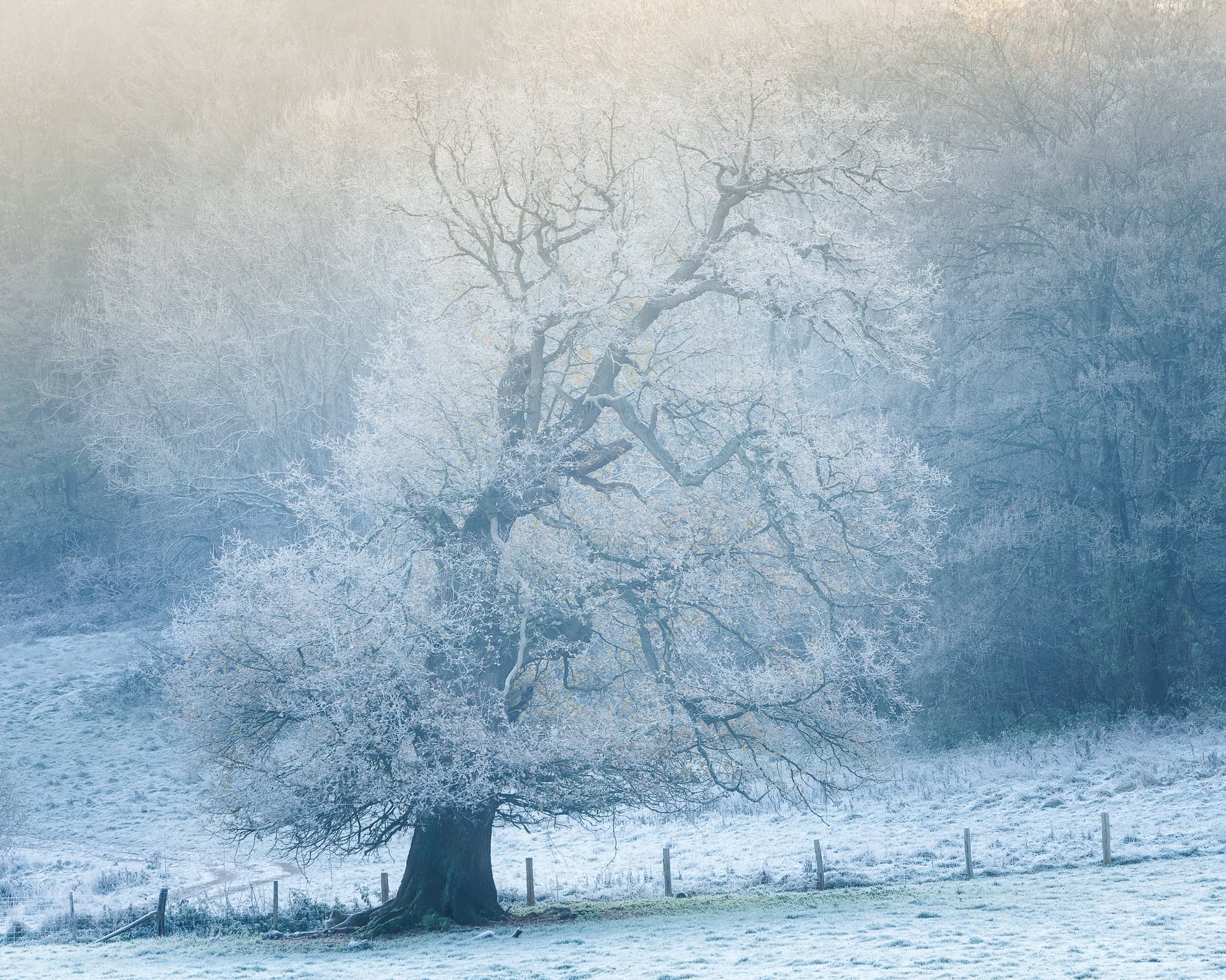 A frost-covered oak tree stands alone in a field at the woodland edge, every branch coated in white hoar frost, the woodland behind softened by pale morning fog.