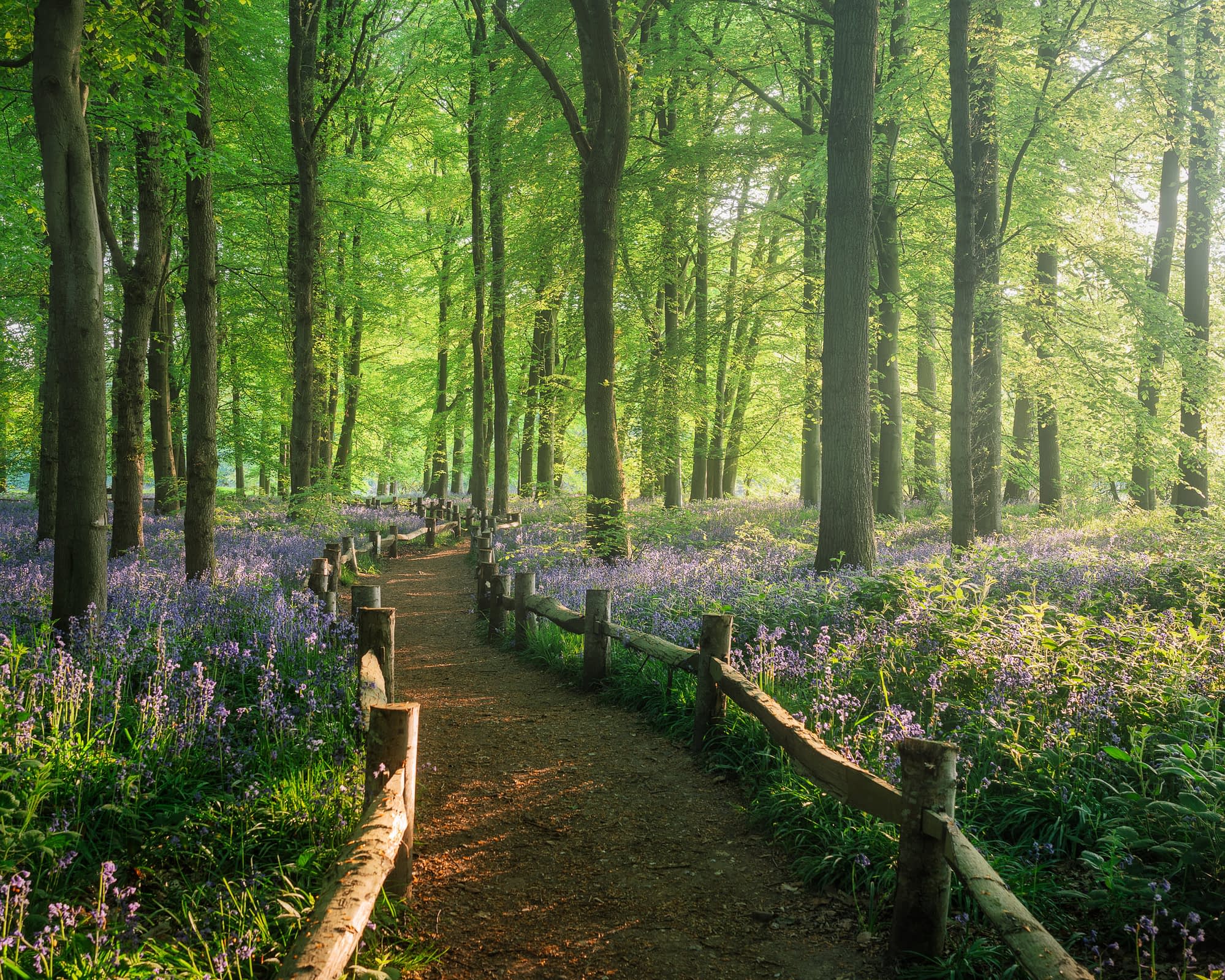 _TSM7290-Edit Bluebells beside a railed path through green spring woodland at Ashridge Estate.