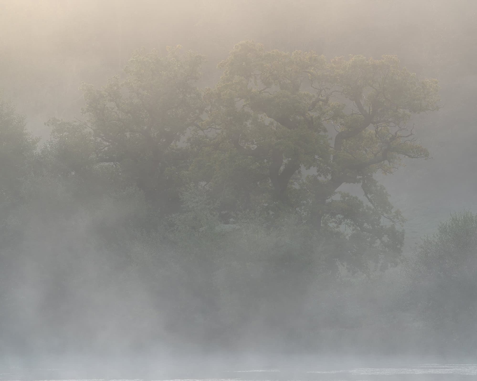 _TSM9737 Misty landscape with two large trees enveloped in fog. The branches of the trees are barely visible through the haze, creating a soft, ethereal atmosphere. The foreground is a blurred layer of mist, adding to the serene and tranquil scene.
