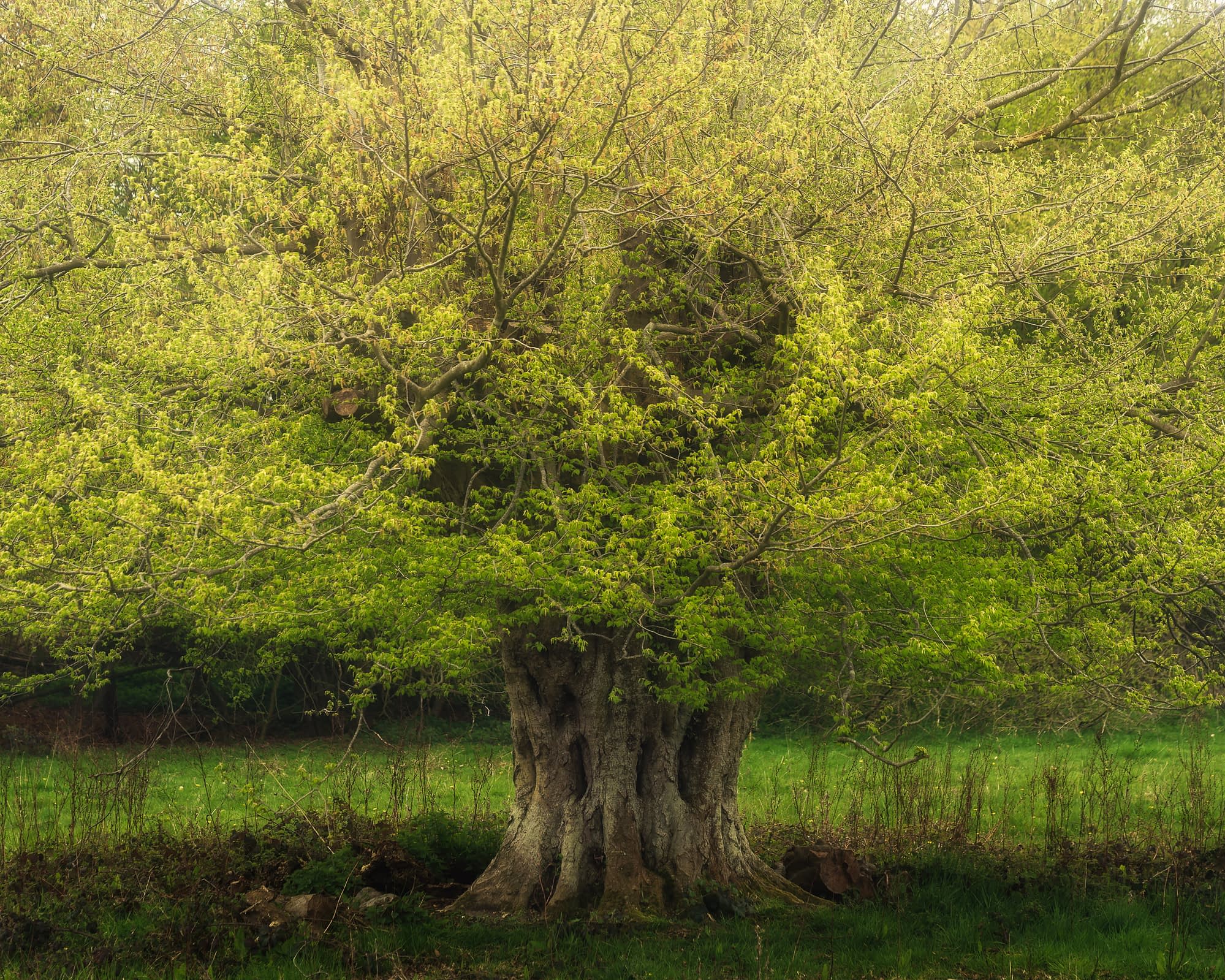 _TSM3226-Edit-2 A large, ancient tree with a thick, gnarled trunk stands in a lush green meadow. Its broad canopy of fresh, light-green leaves spreads outwards, partially obscuring the backdrop of dense foliage and grass. Sunlight filters gently through the branches.