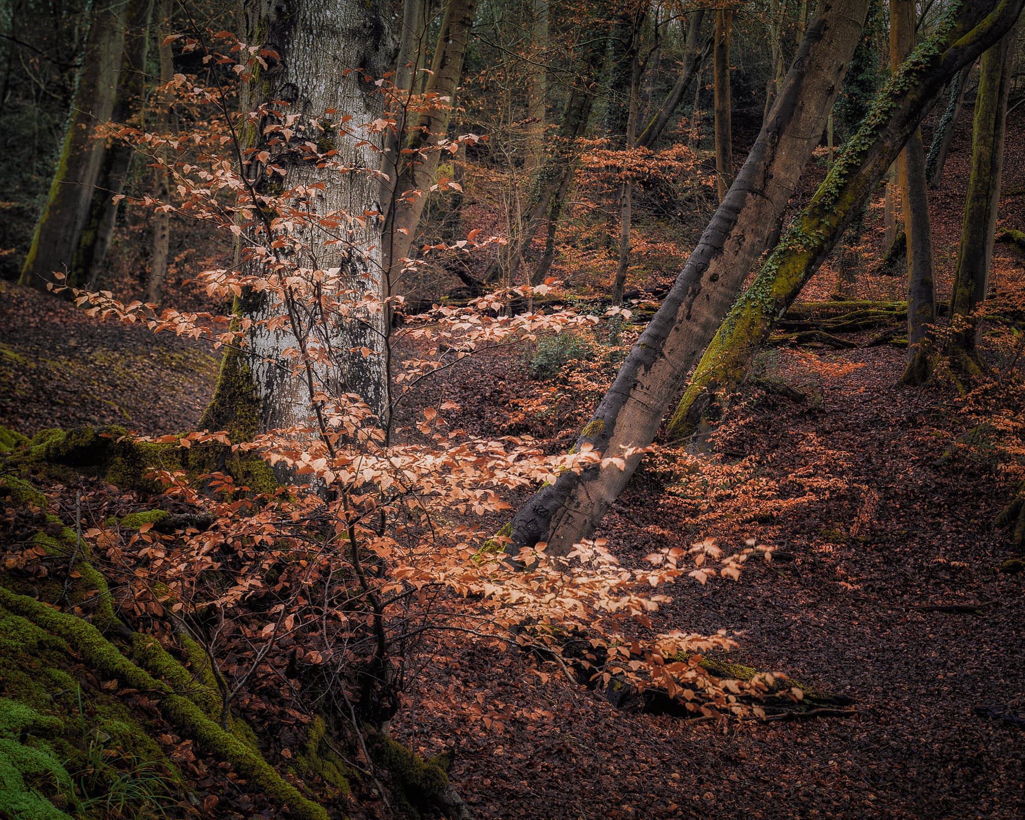 bucks-burnham-feb19-0001-Edit-Edit Young beech branches holding dry copper leaves through winter at Burnham Beeches, with pale trunks and a leaning tree behind.
