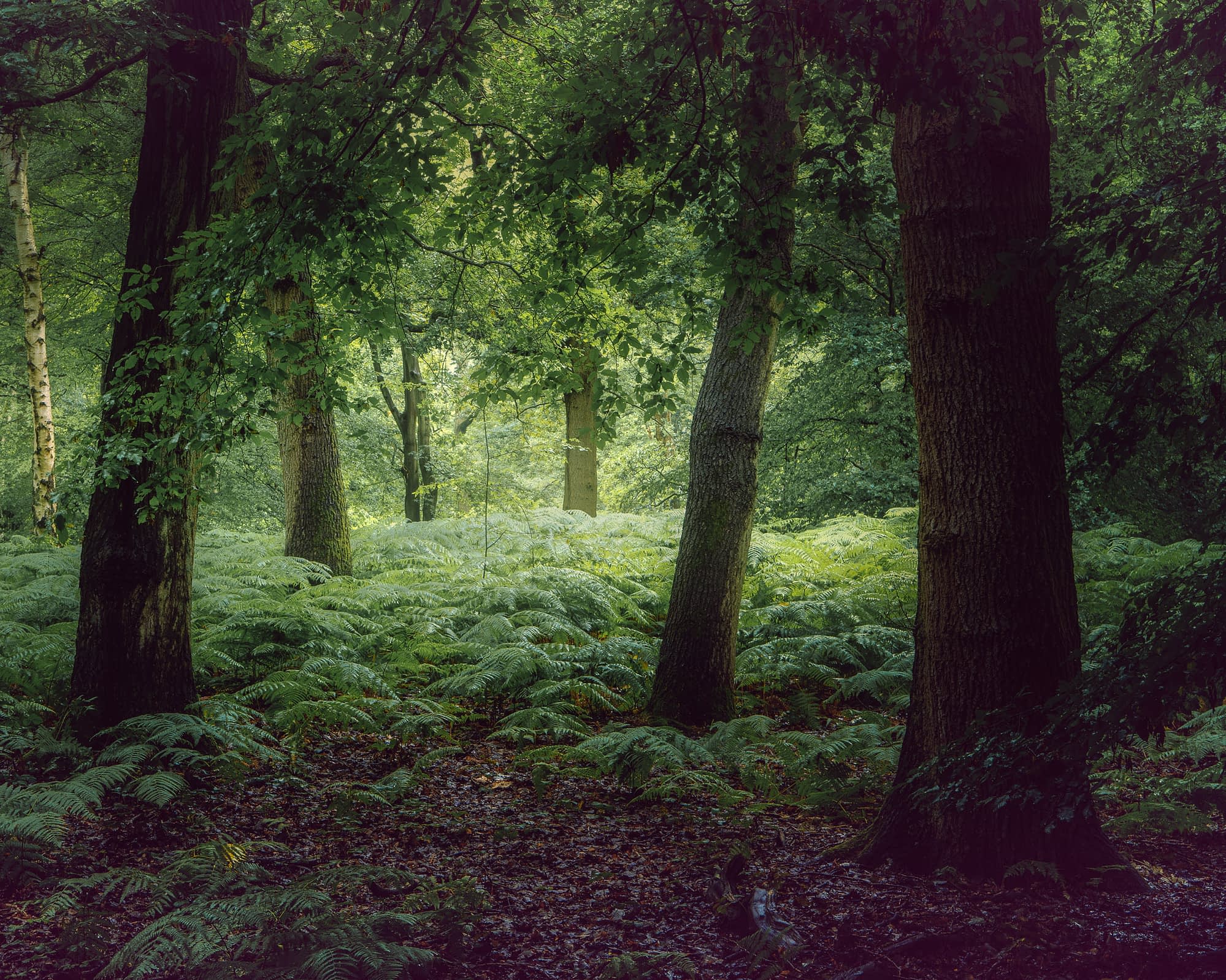 Green Glow Ferns beneath oaks in deep summer green, Broxbourne Woods