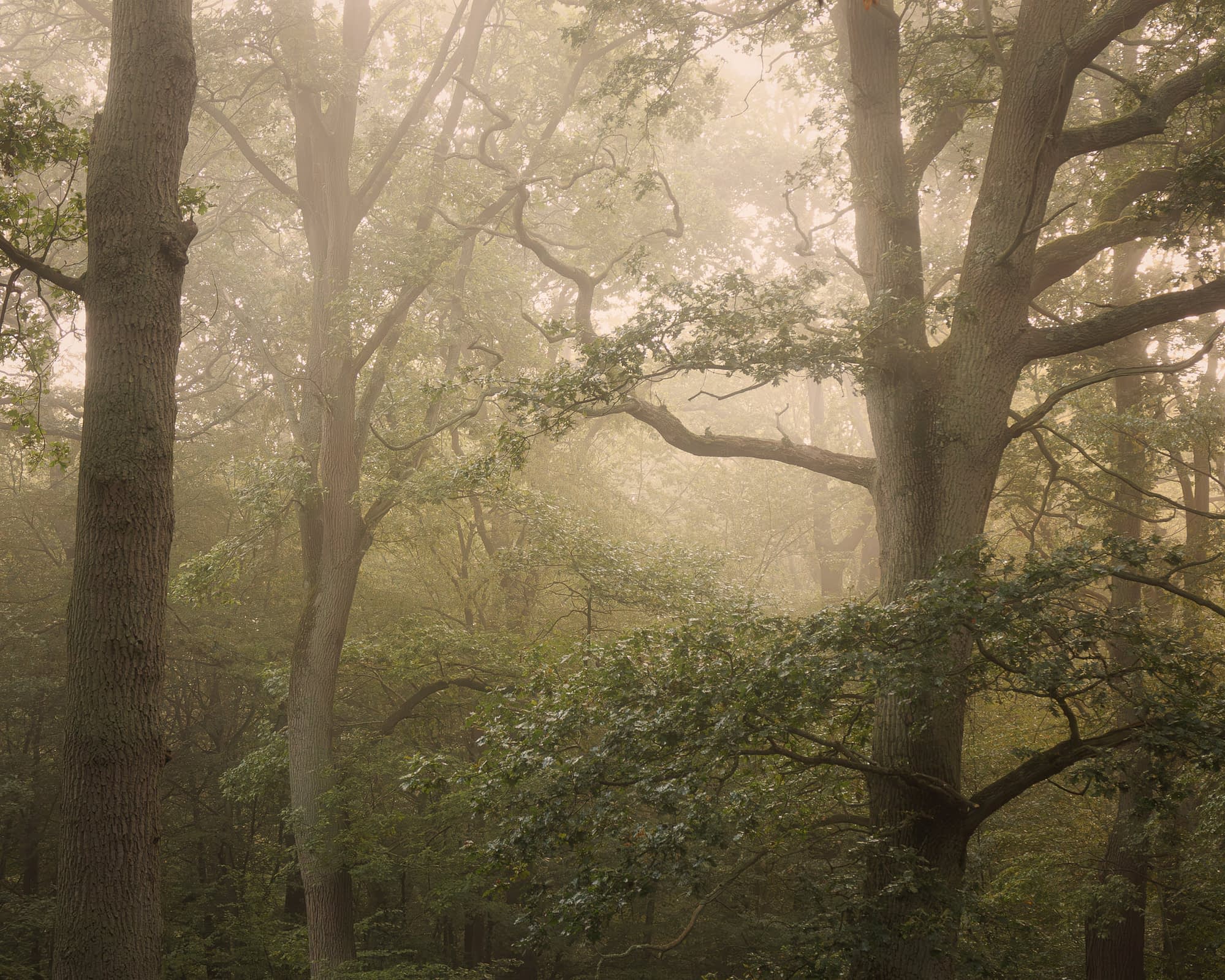 A misty forest with tall, mature trees and dense branches. Soft sunlight glows through fog, lush leaves create a tranquil atmosphere.