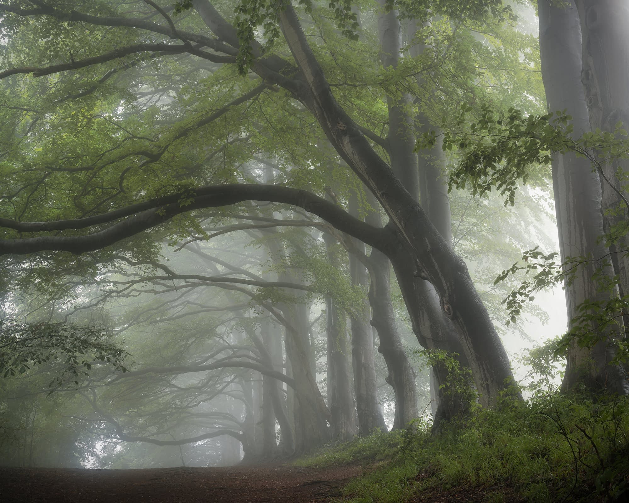 Woodland scene shot with 1/4 black mist filter showing subtle glow enhancement in naturally misty conditions